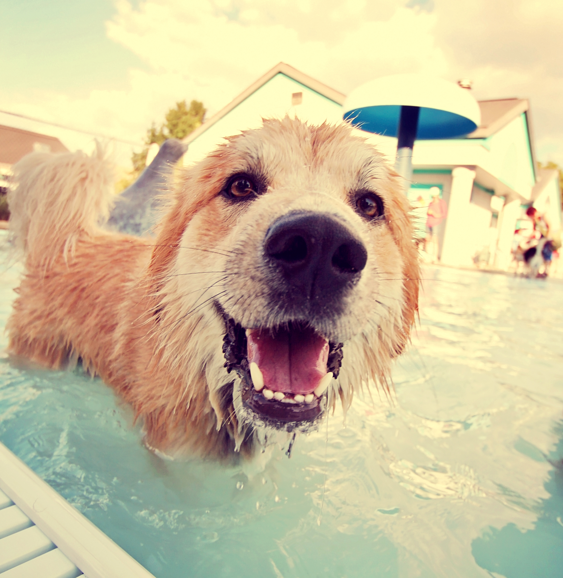 The Impact of Pets on Pool Maintenance
