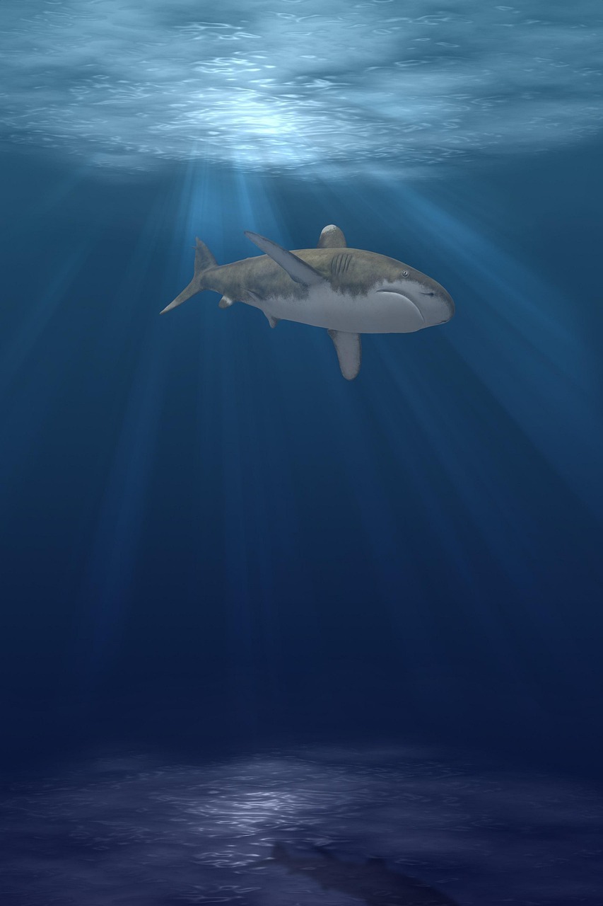 Shark Animal Fish