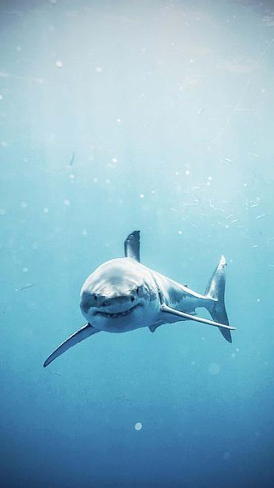 Download A White Shark Swimming In The Ocean Wallpaper