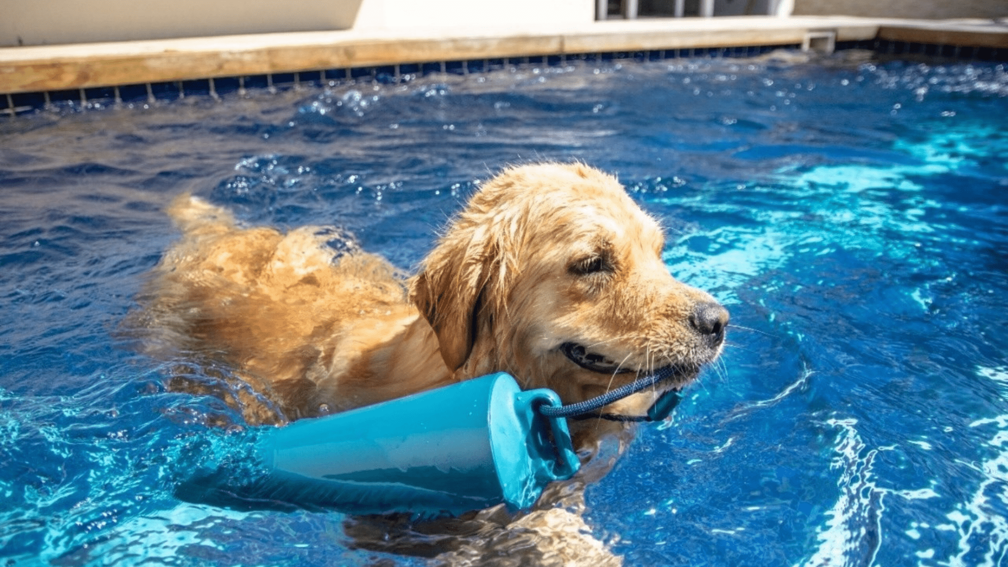 Pool Safe And Clean For Dogs