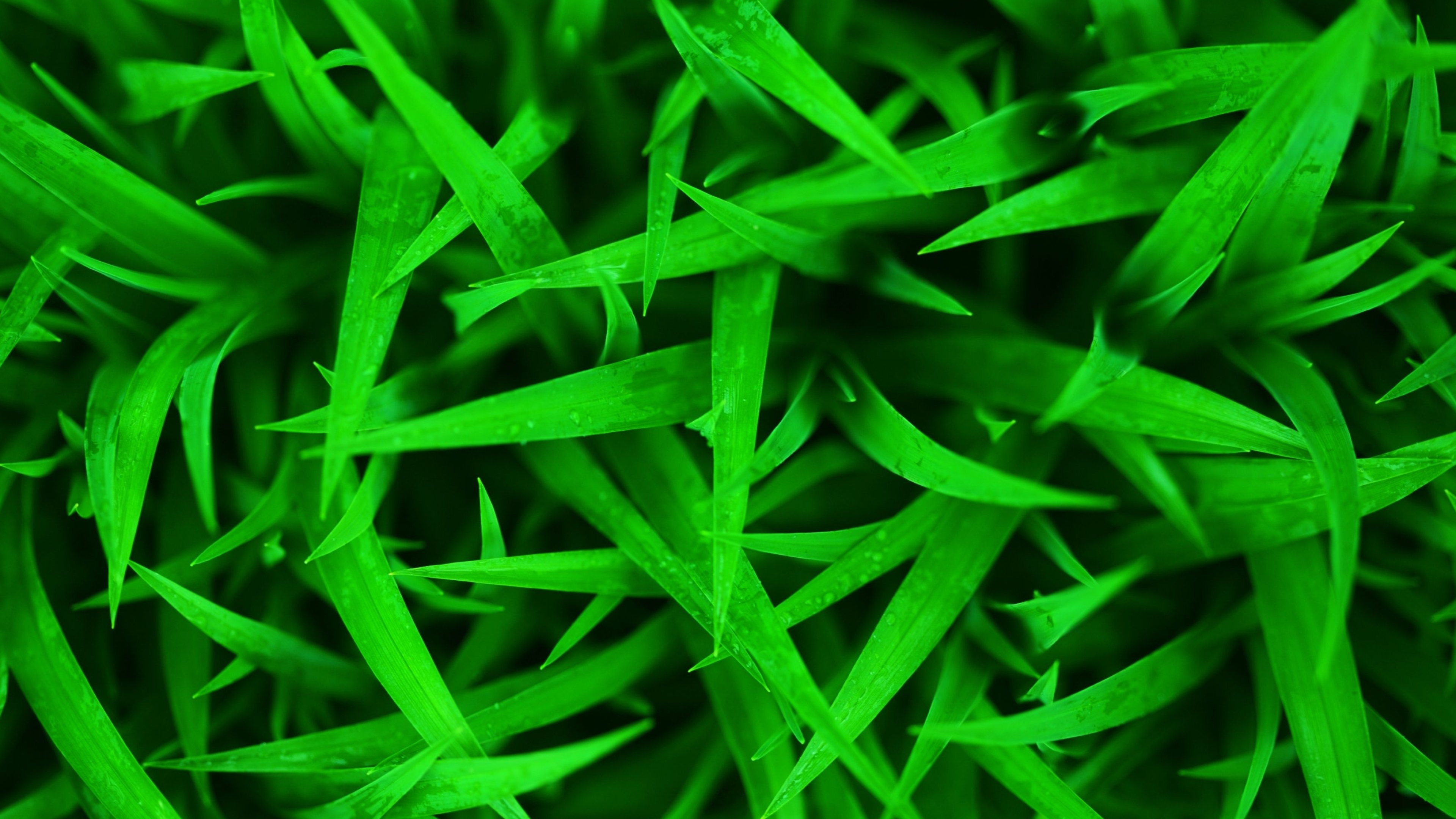 Grass Wallpaper