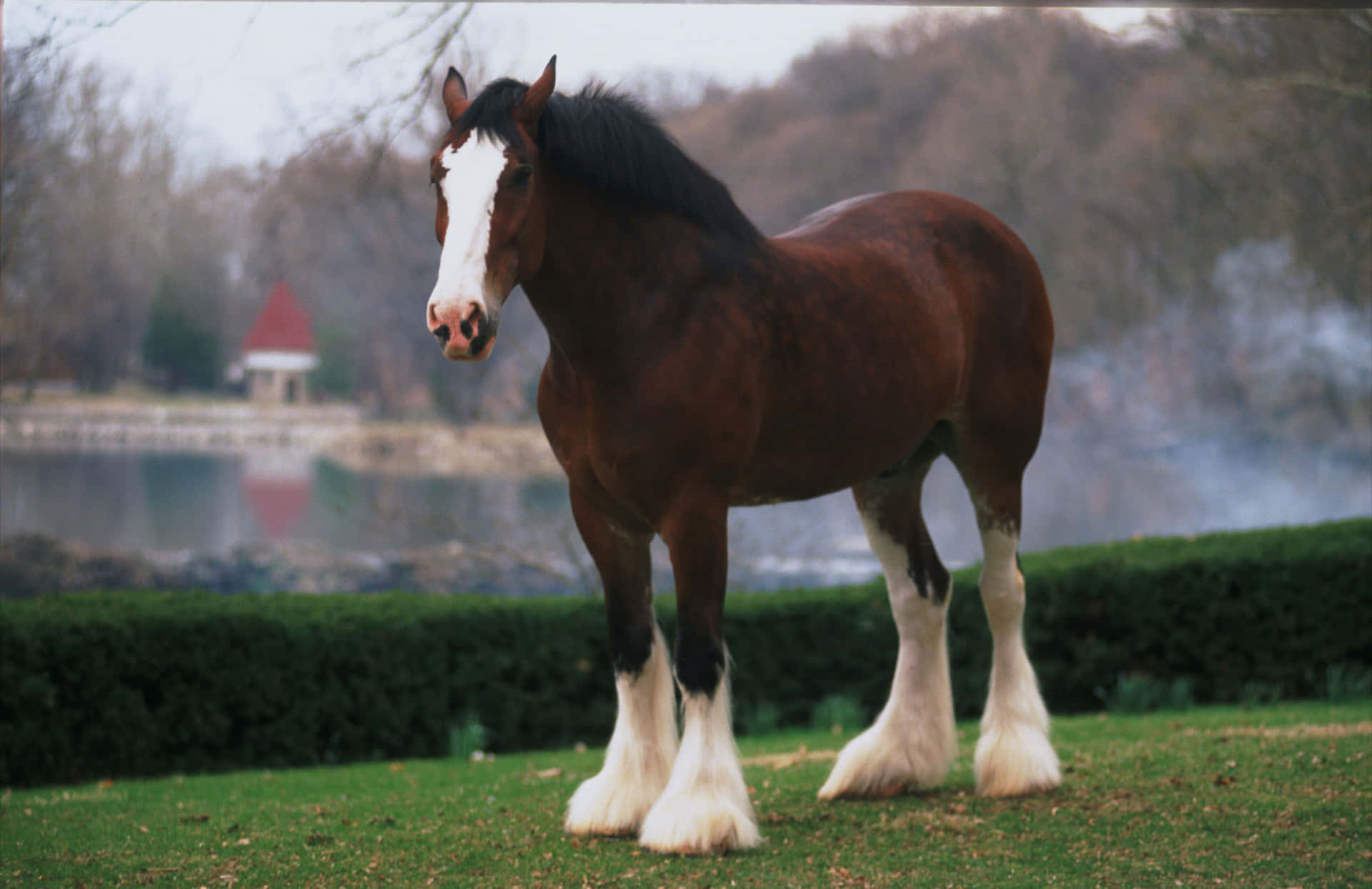 Download Magnificent Clydesdale Horse