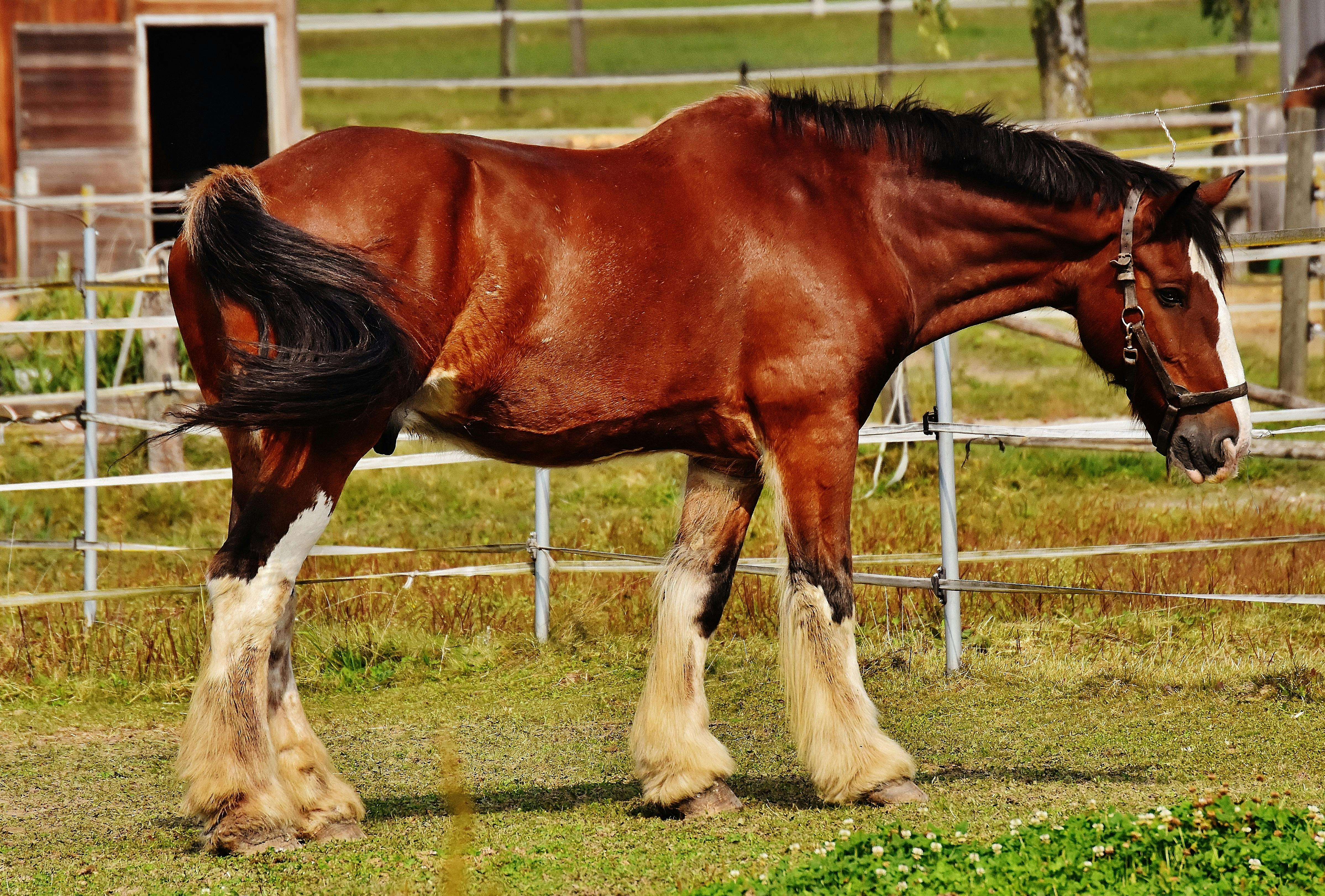 Red and Black Horse · Free