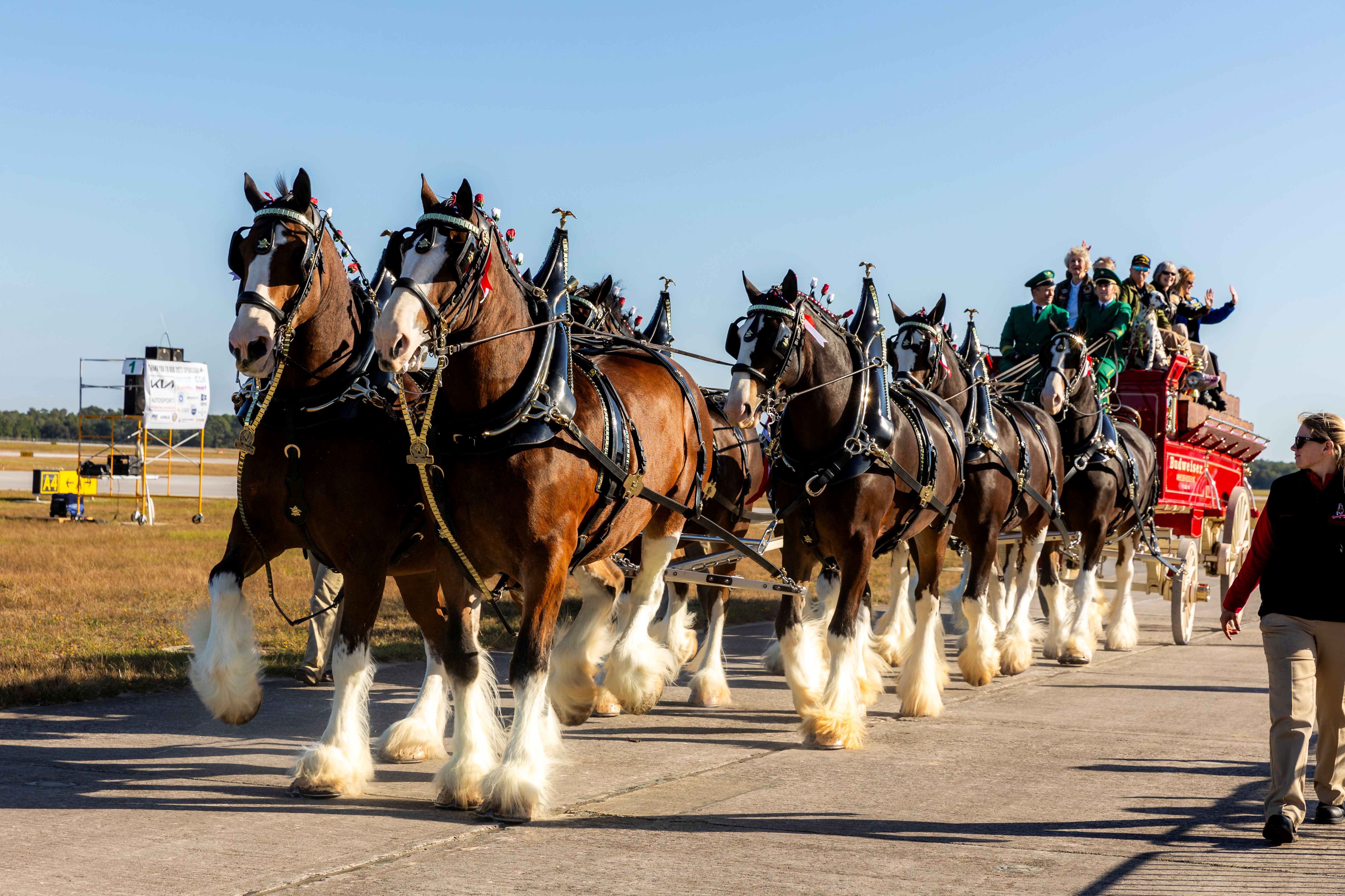 Budweiser Clydesdales to be featured at