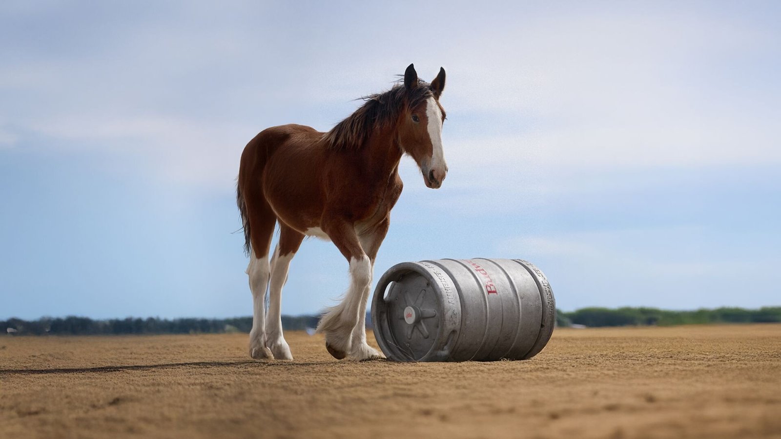 Clydesdales will be in the spotlight