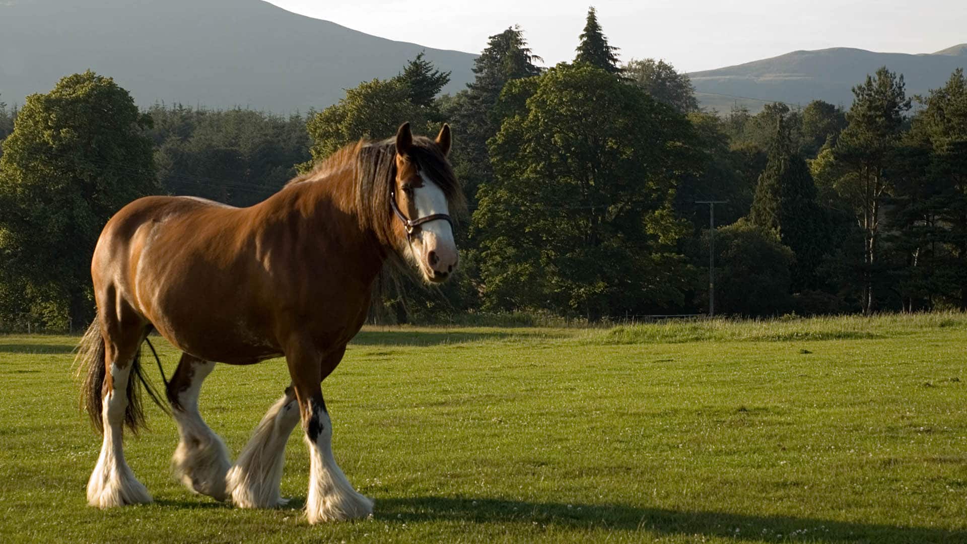 The Clydesdale is a working horse