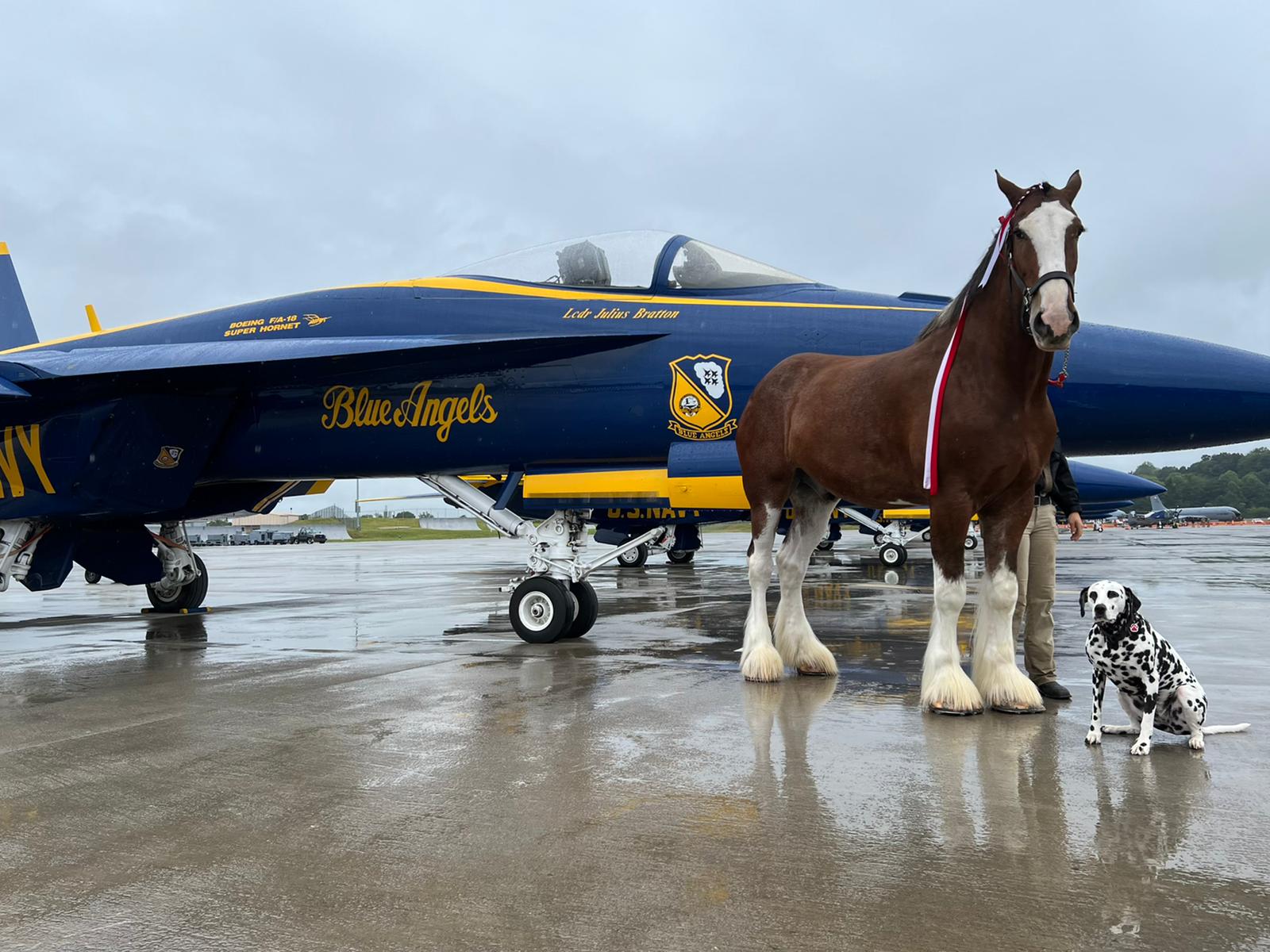 a Clydesdale Horse