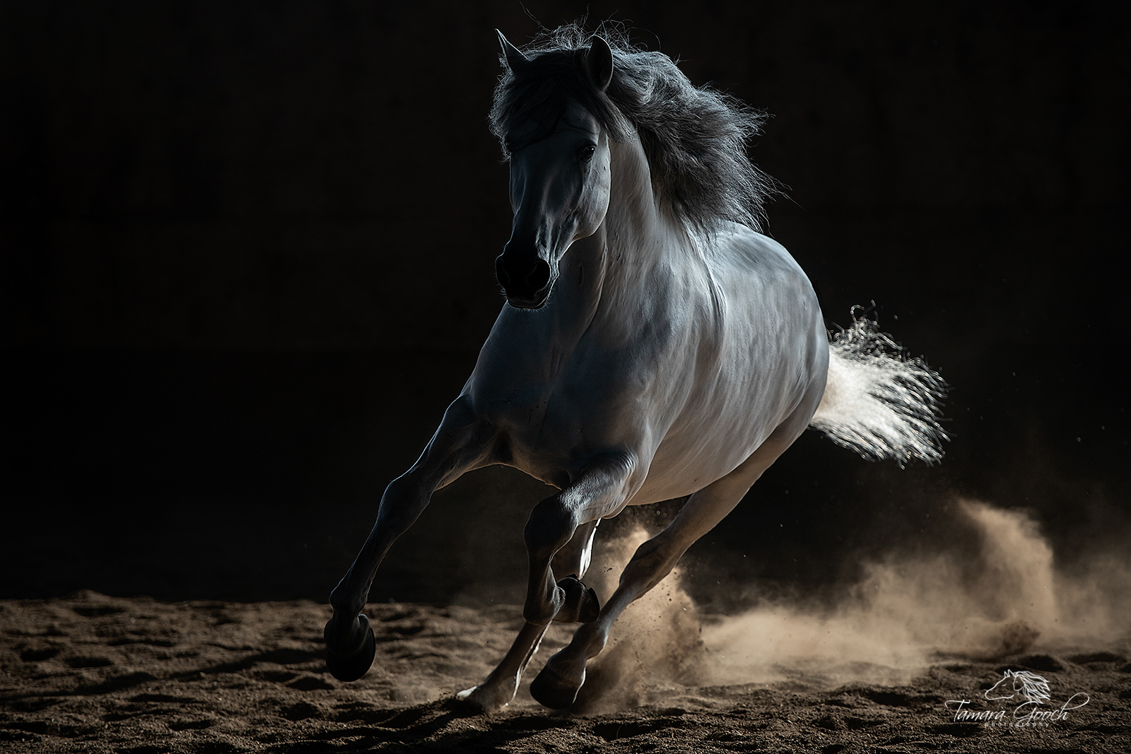 Photo of Running Clydesdale Horses