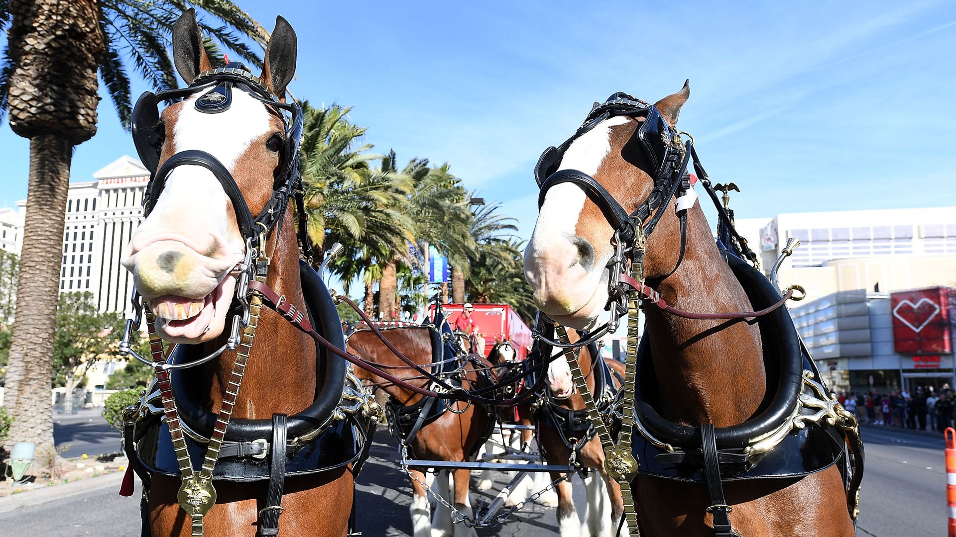 The famous Budweiser Clydesdales are