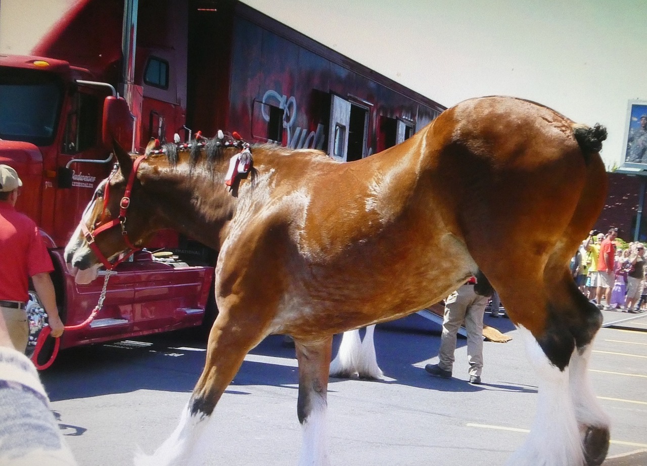 Budweiser Horse Clydesdale photo