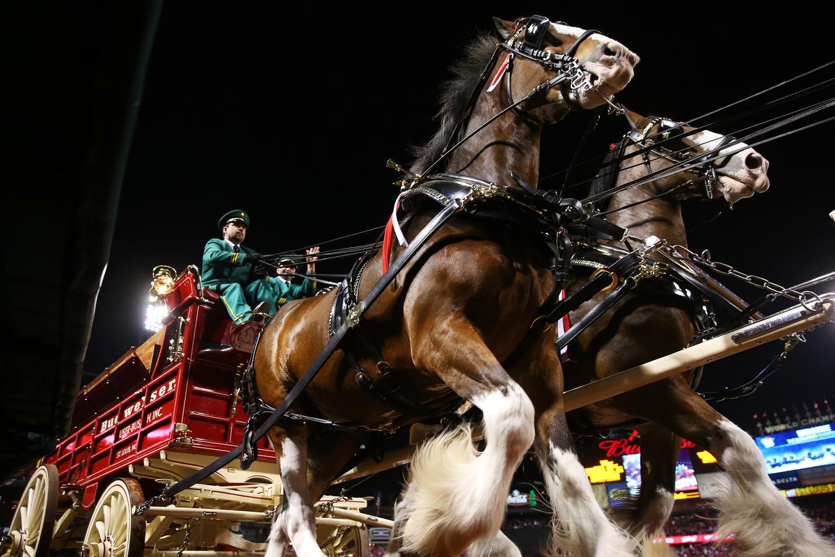 Budweiser Clydesdales Are Coming To Lubbock