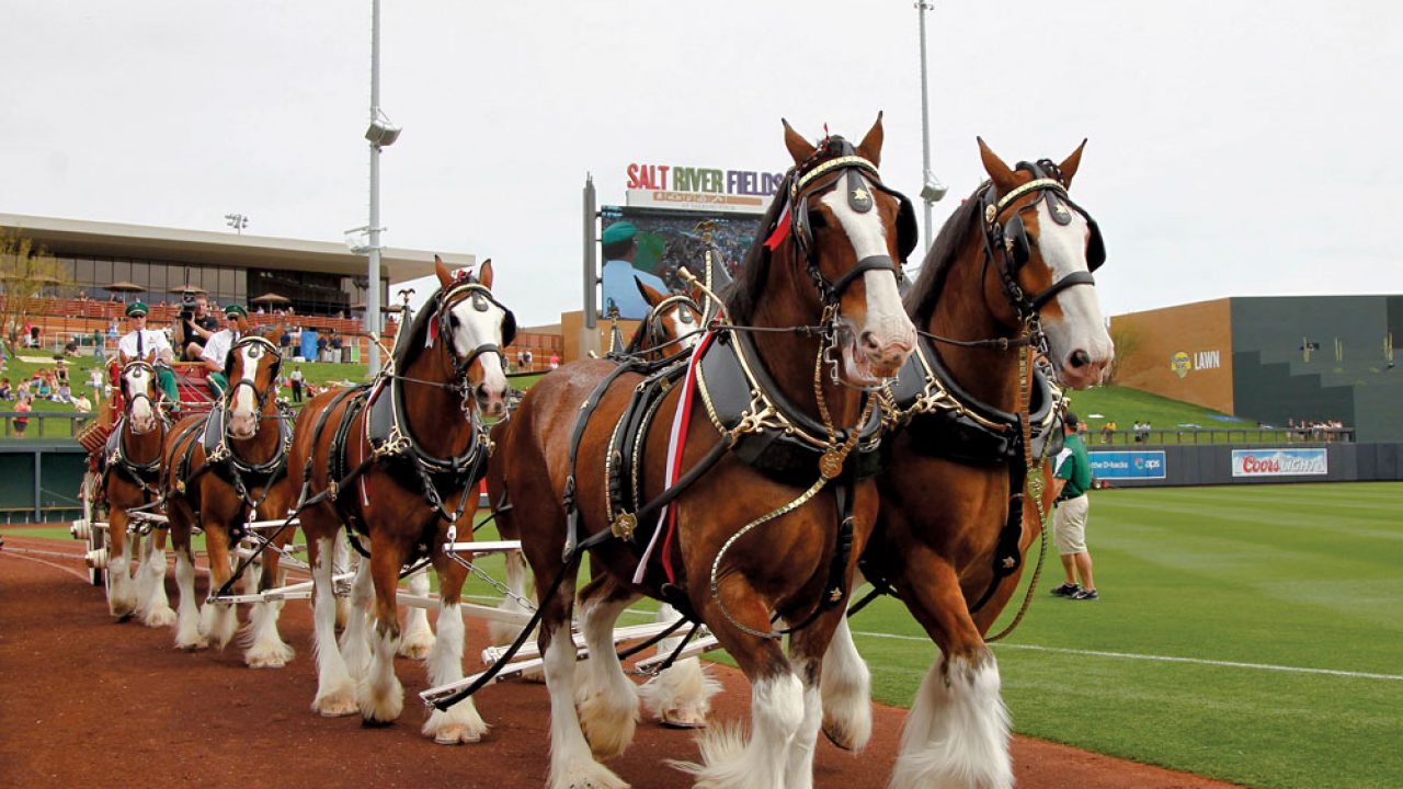 The Clydesdale Draft: Breed History