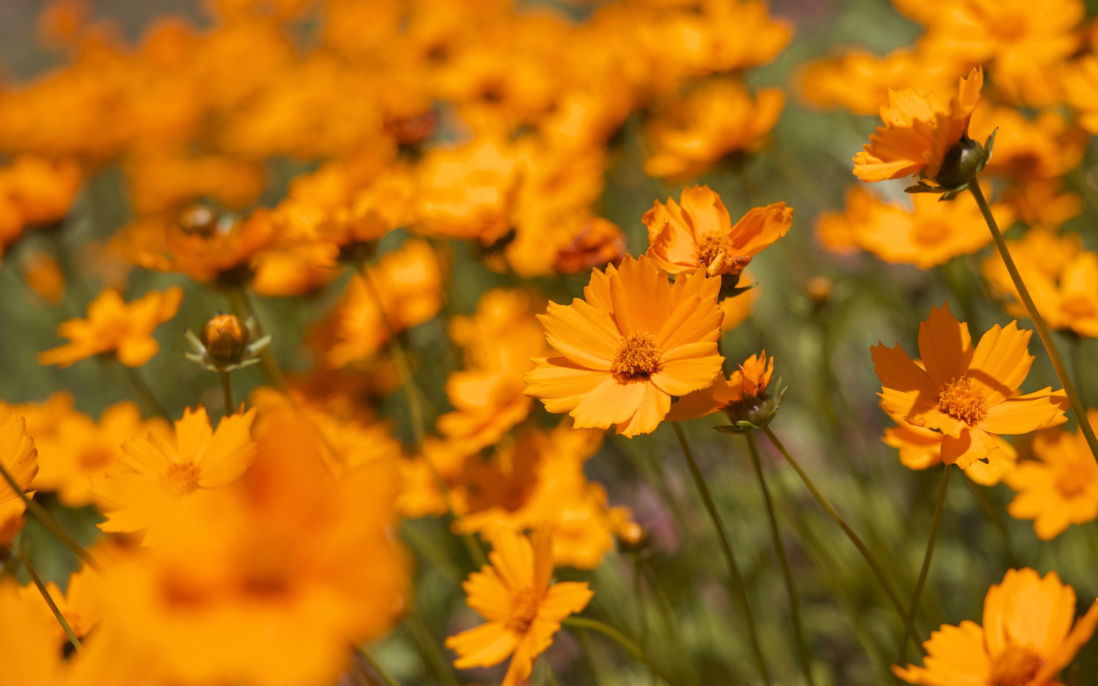 Flower Orange Zoom Bokeh Summer