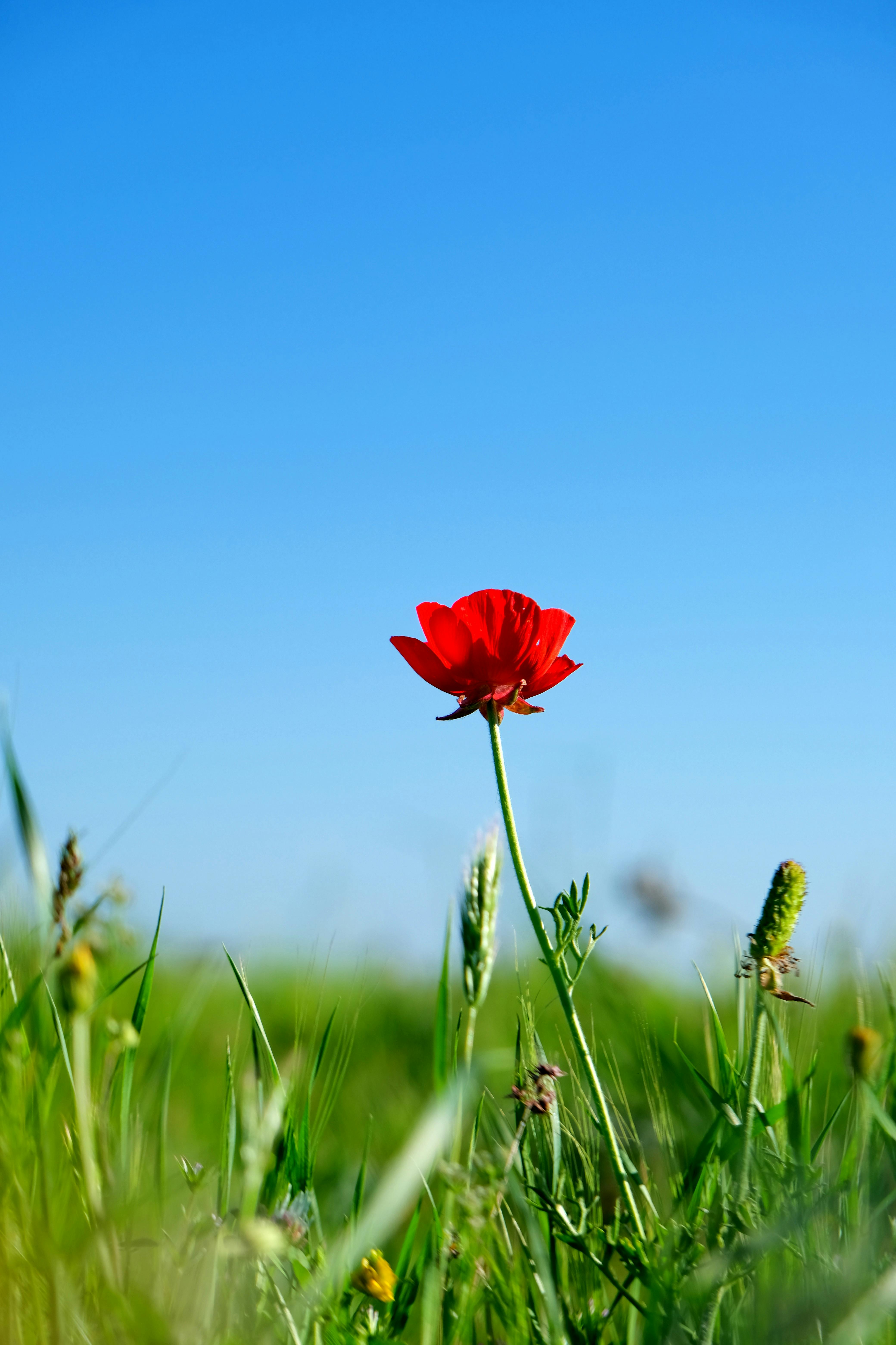 Red Flower on Field · Free