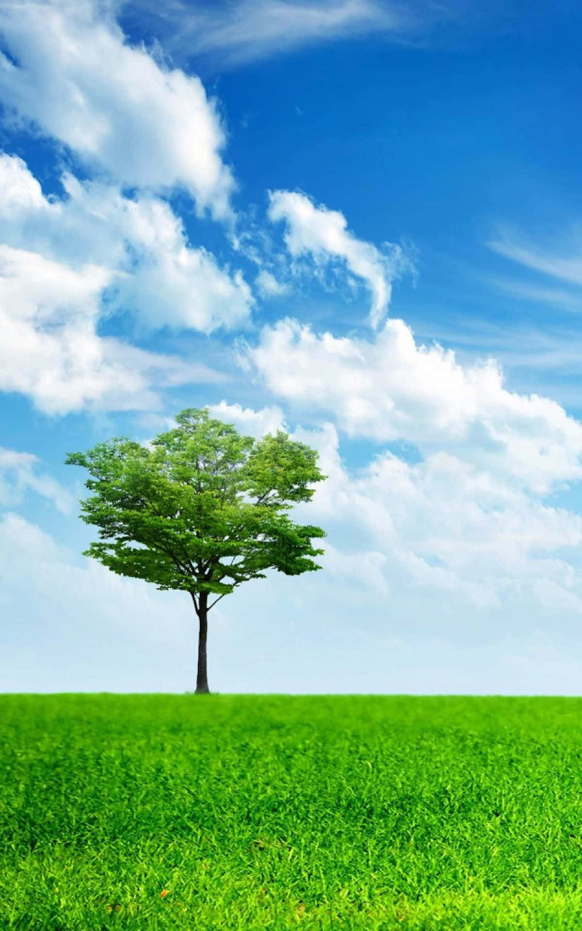 Most Popular Wallpaper Red Wallpaper