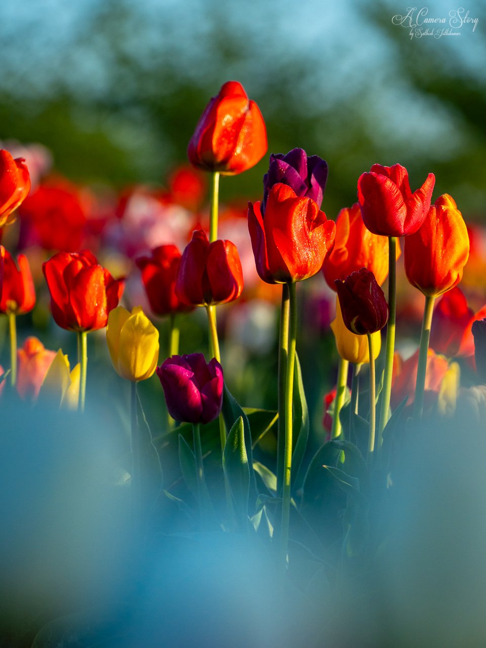 tulips