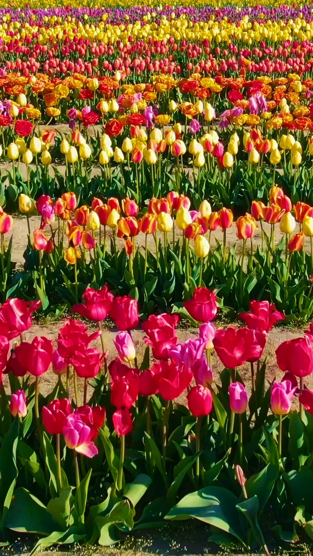 Joanna L Steidle begins