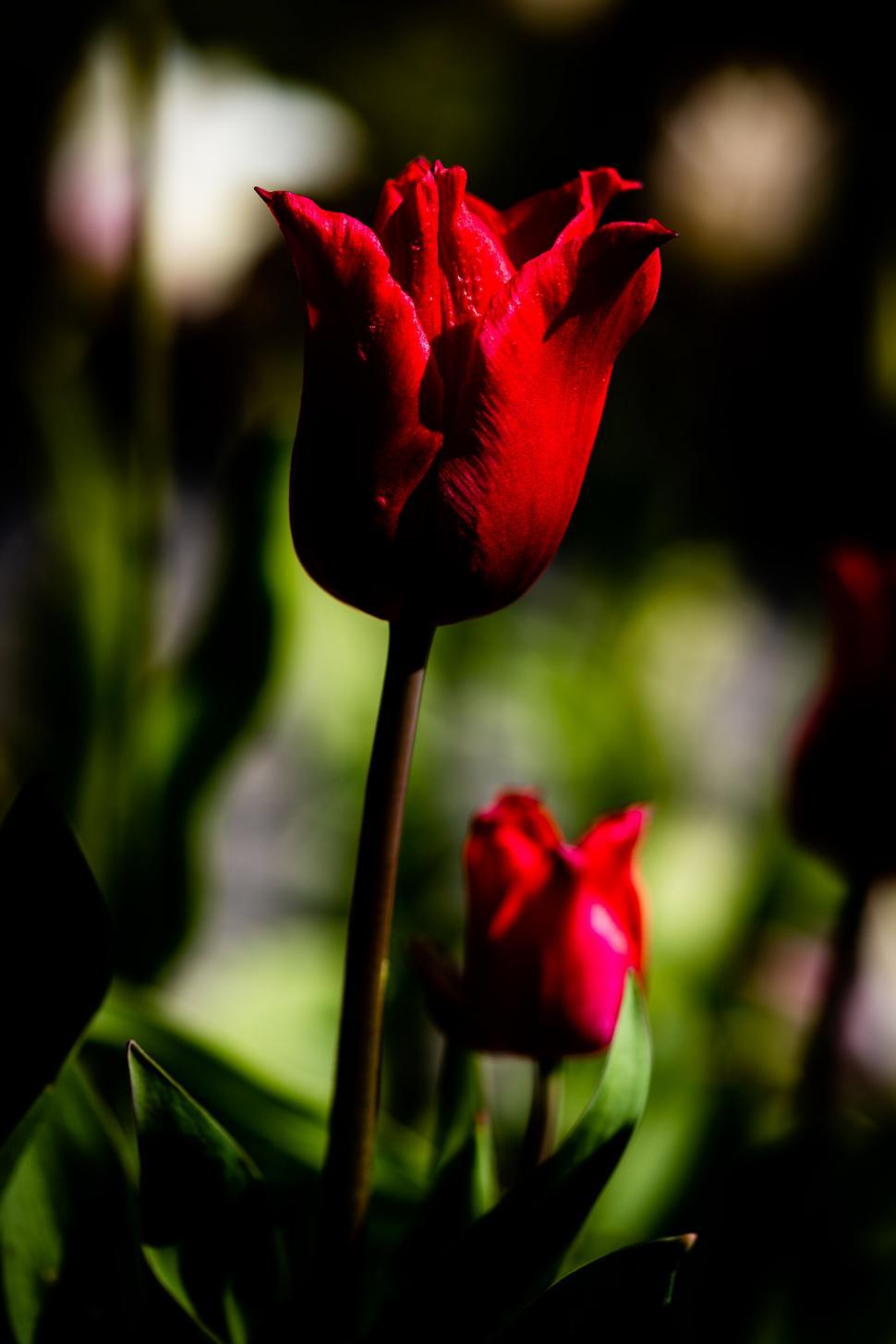 red tulip bloom
