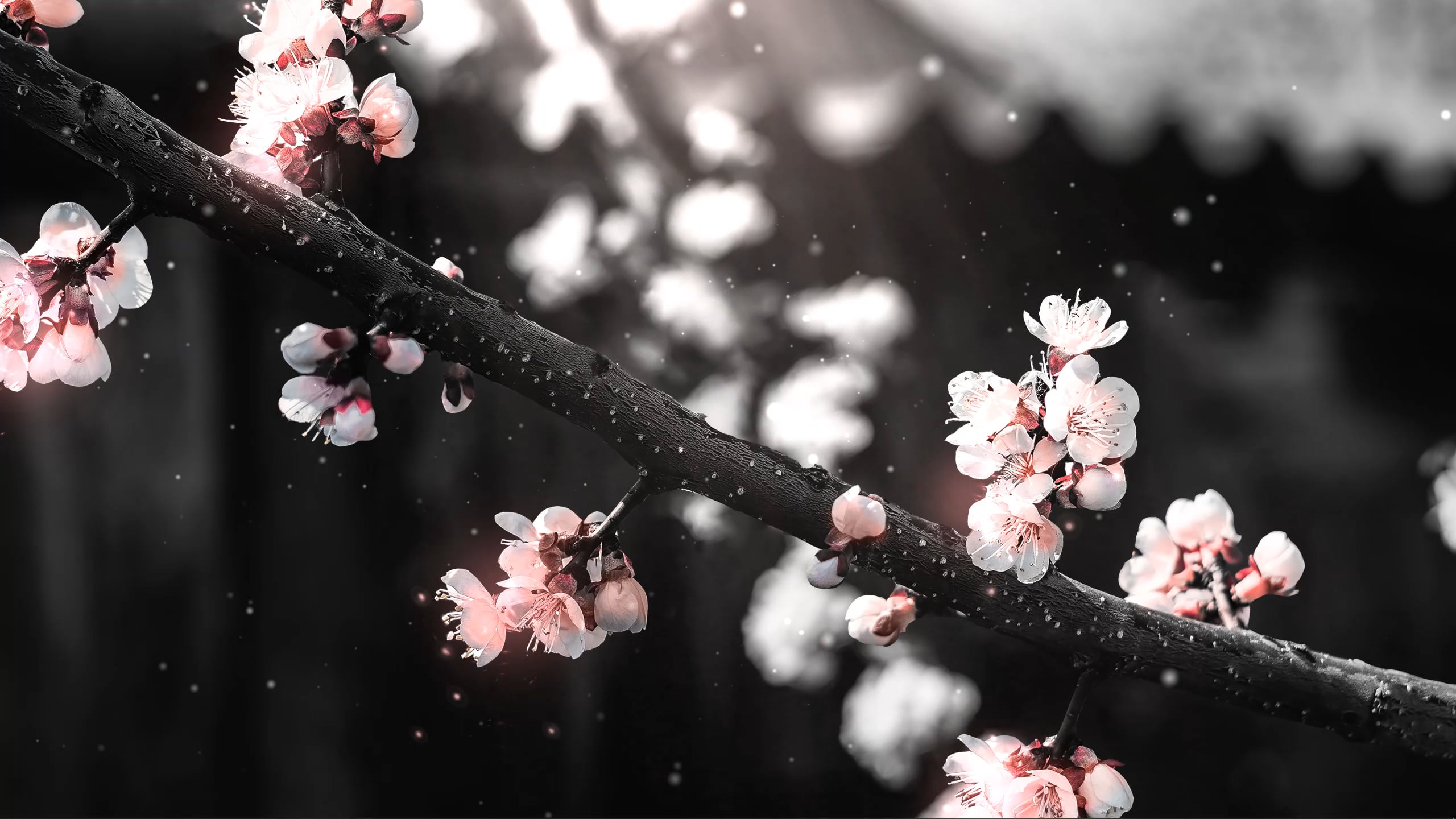 Cherry Blossoms (high Resolution, Multi Monitor Support, Ultrawide Support, )