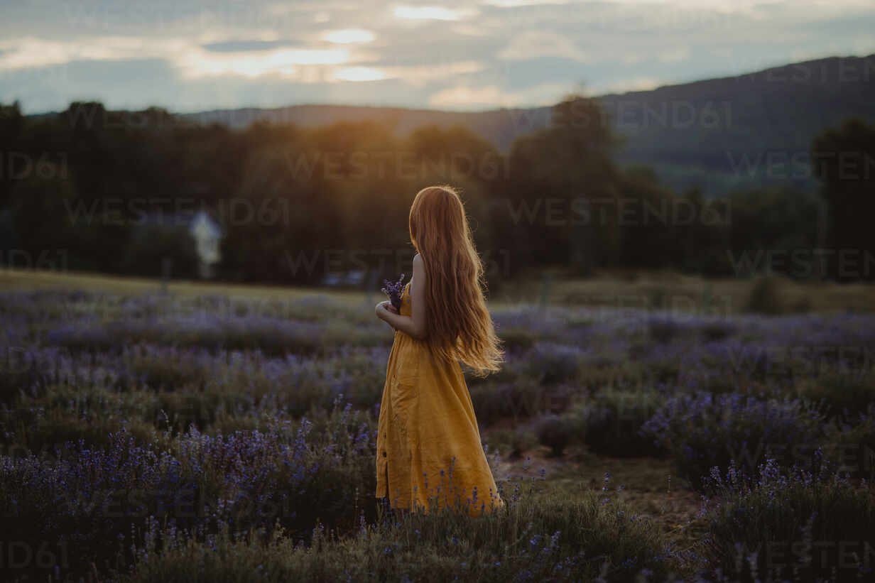 blooming lavender field