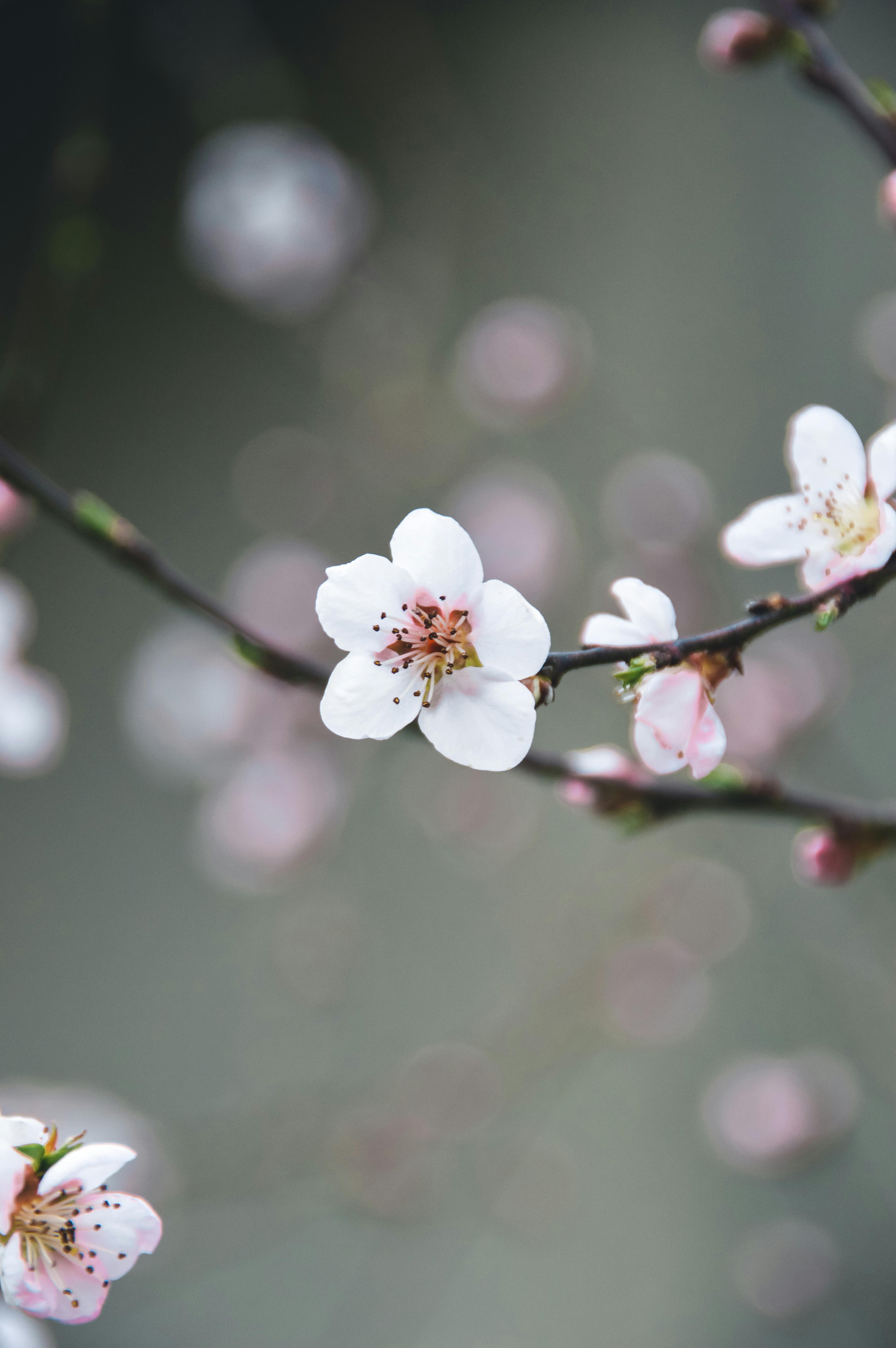 Cherry Blossom Flower · Free