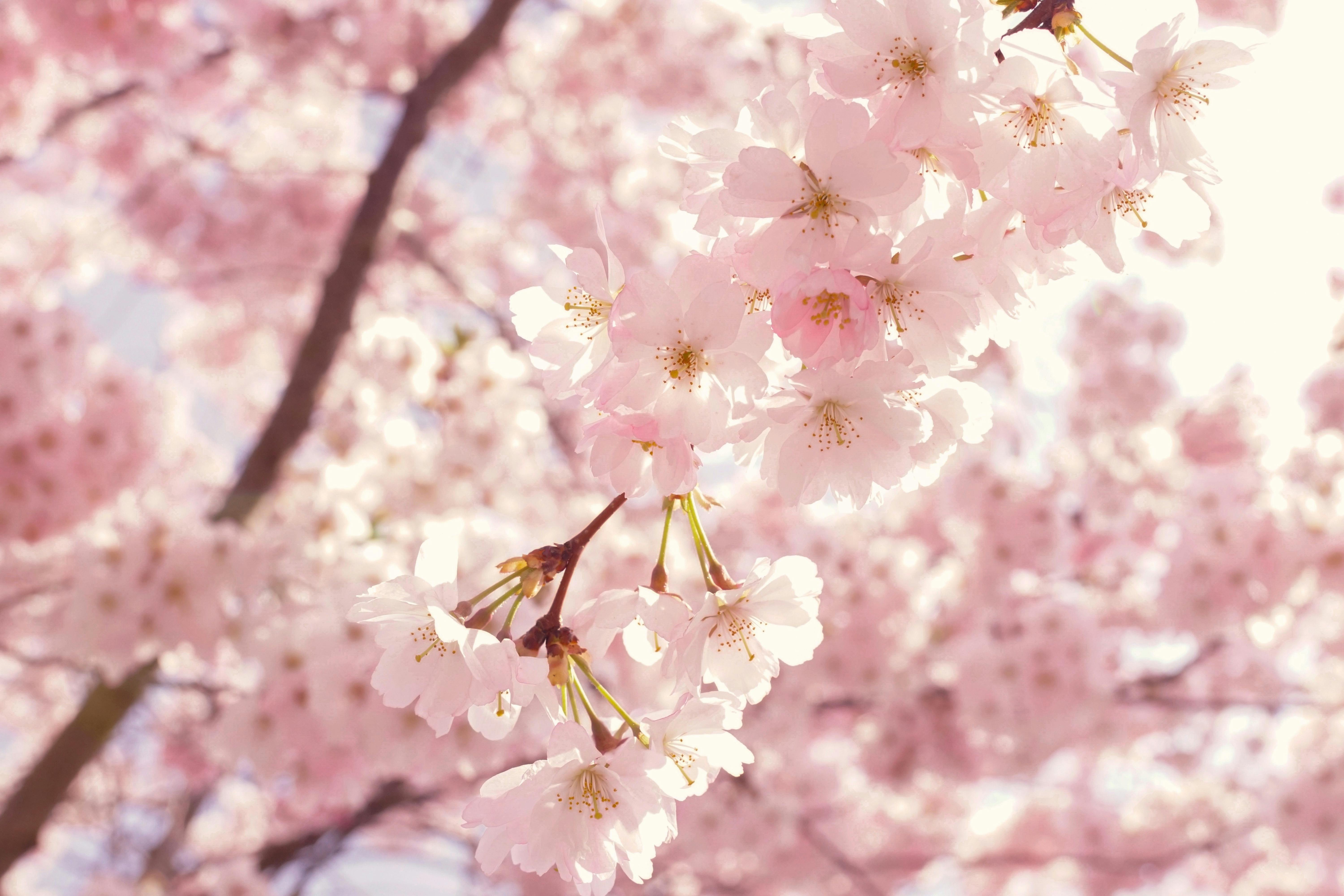 Pink Cherry Blossom Flowers