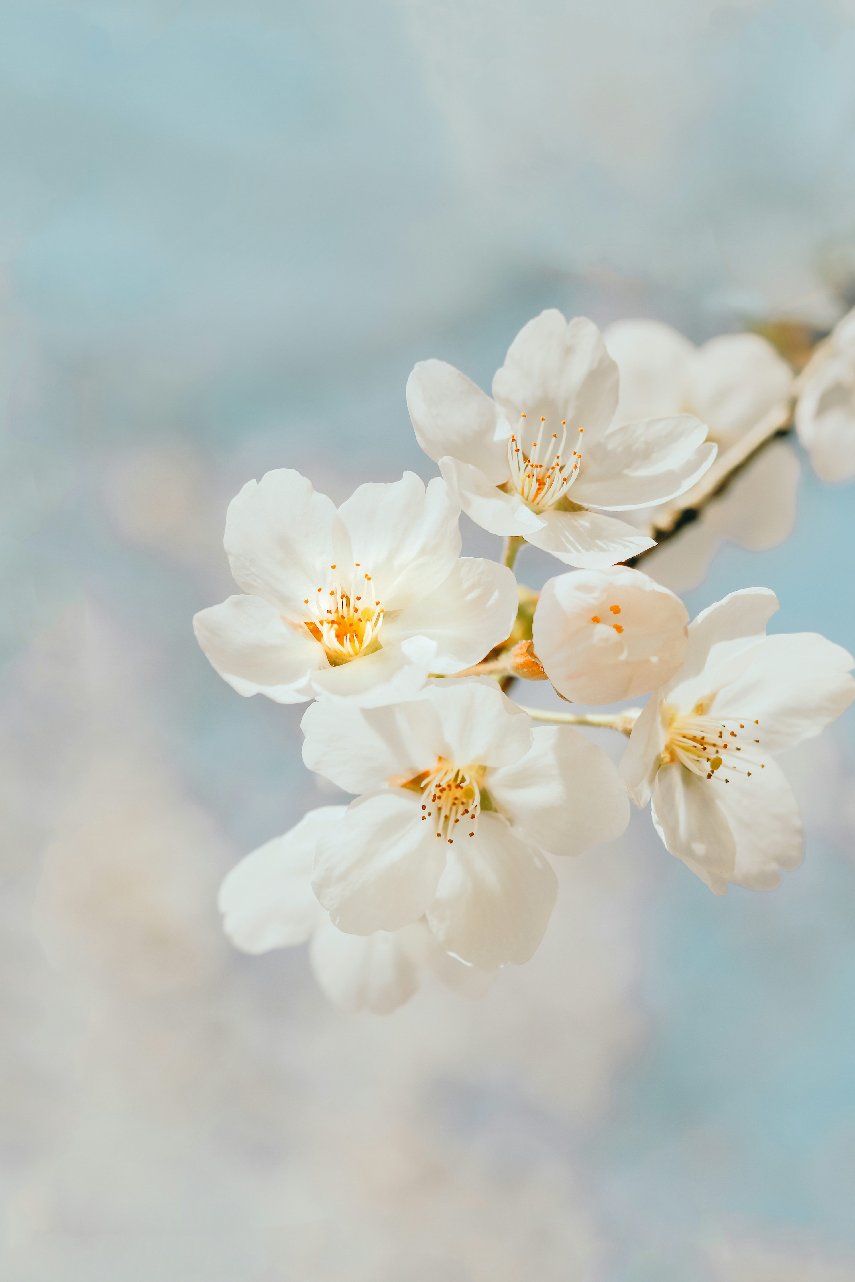 White cherry blossom in close up