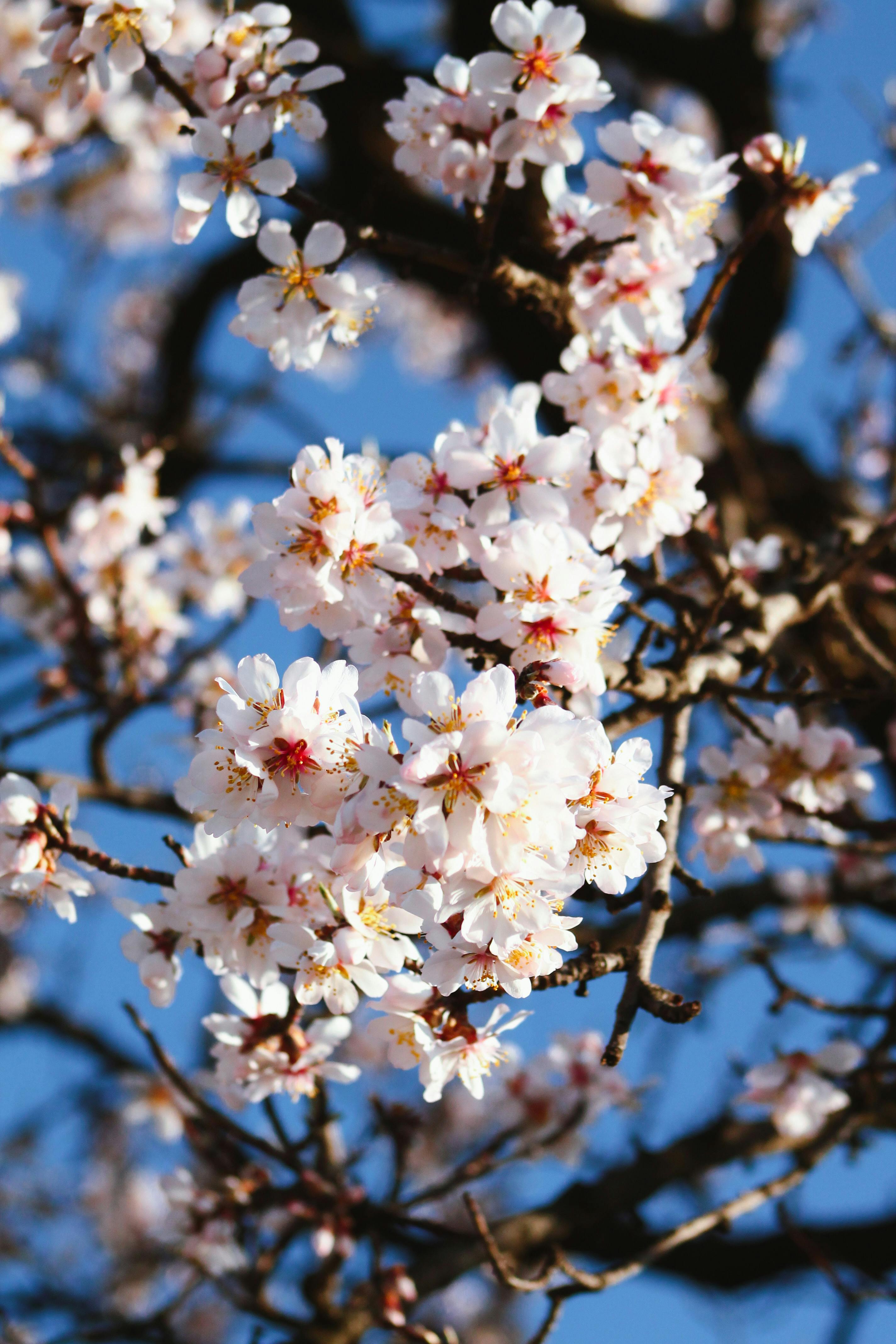 Cherry Blossom Flowers on a Tree · Free