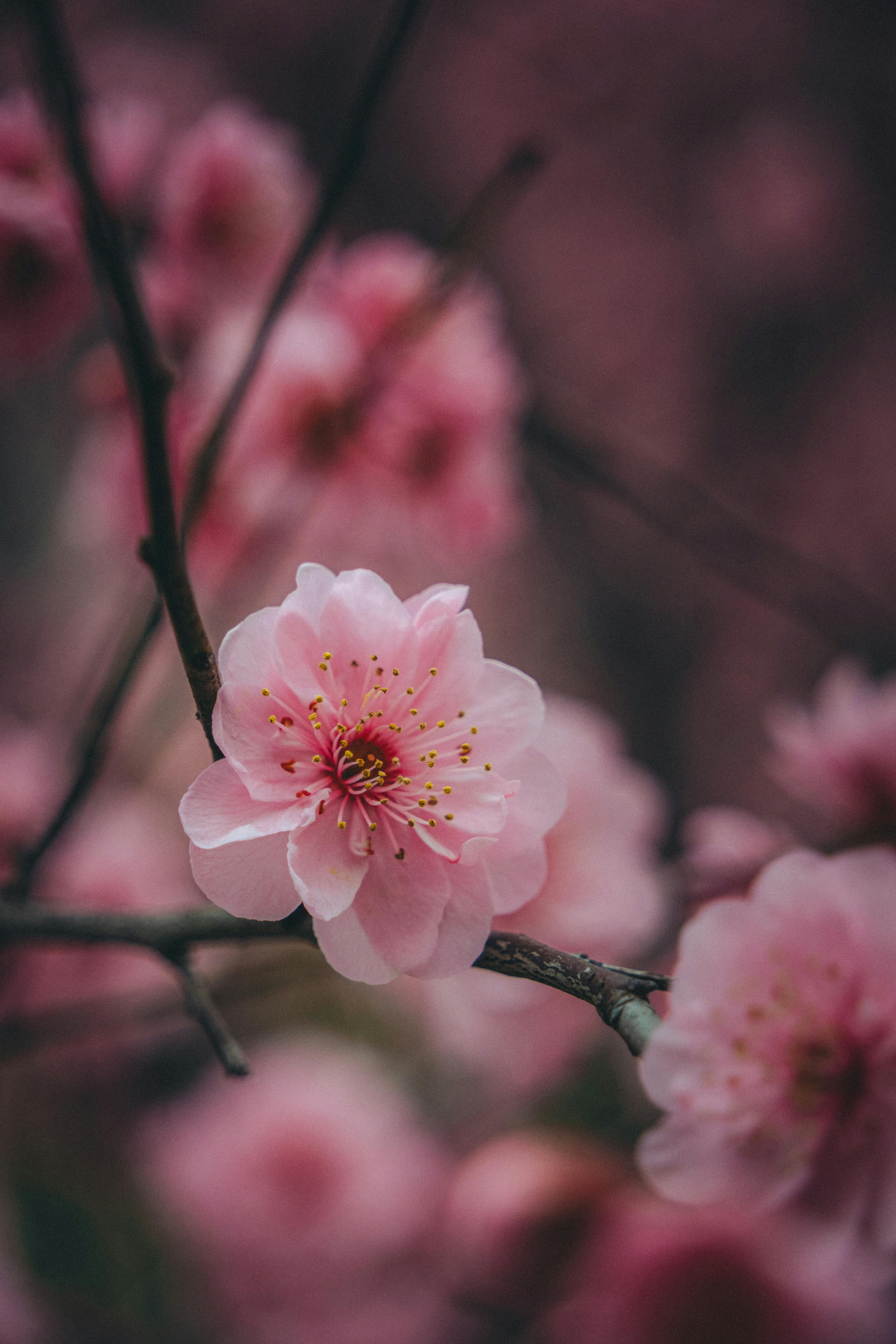 Close Up Of Pink Cherry Blossom