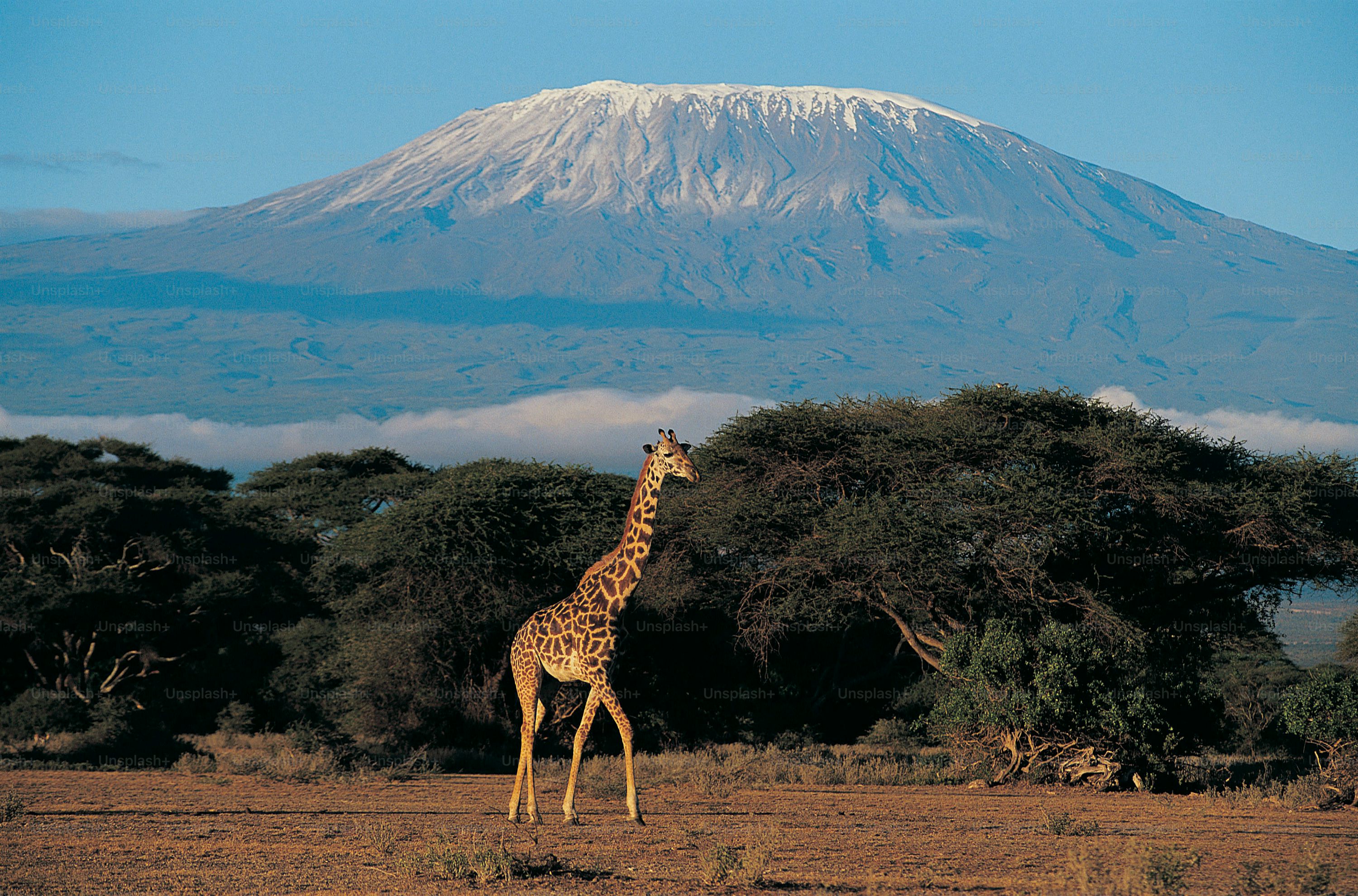 Kilimanjaro Picture [HD]. Download