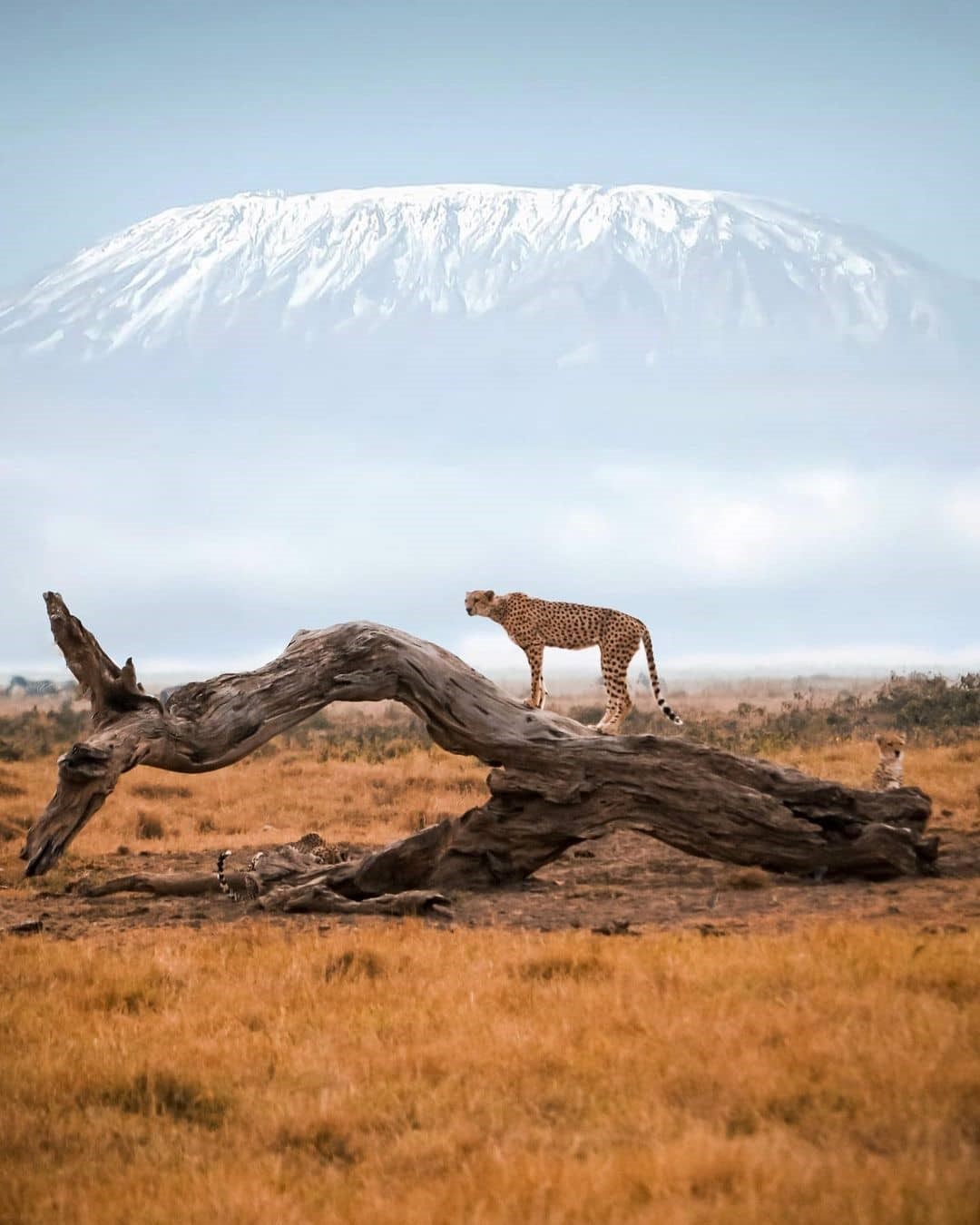 tallest mountain in Africa