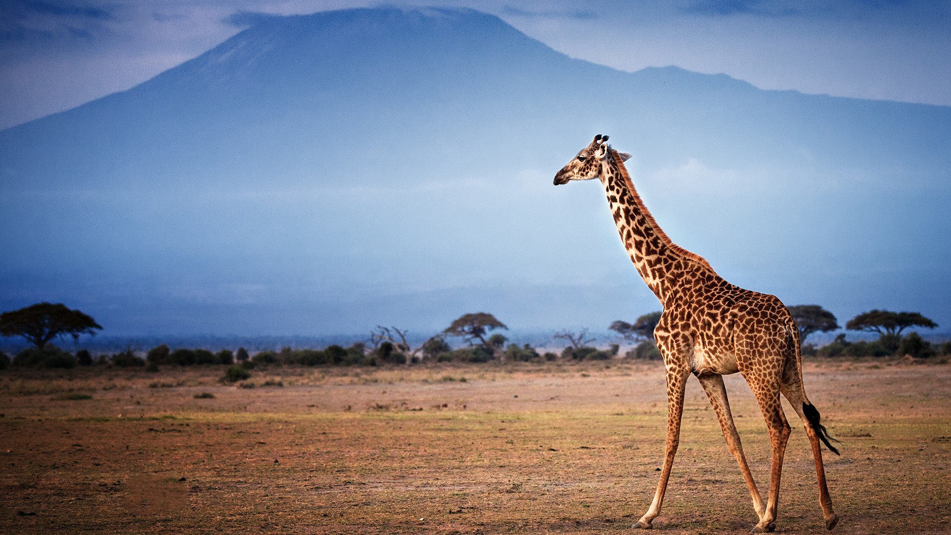 Giraffe walking in front of Mount