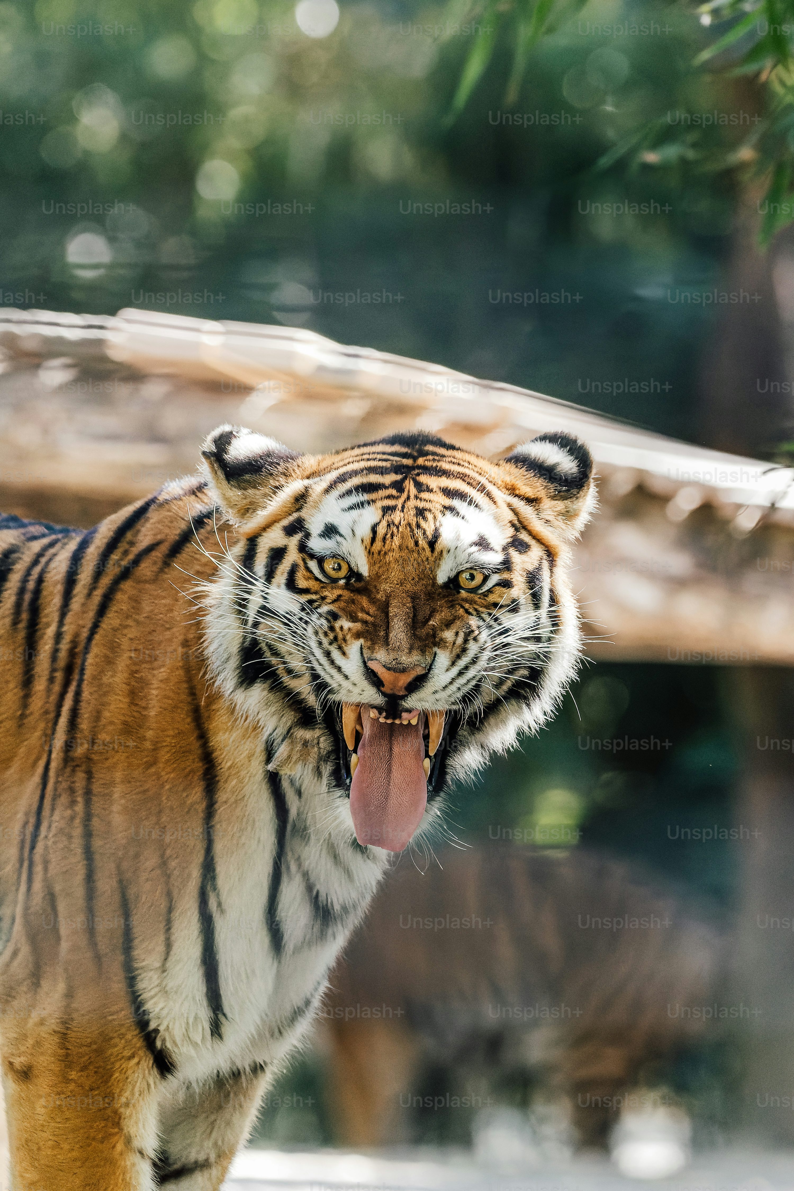 Tiger Roar Picture. Download Free