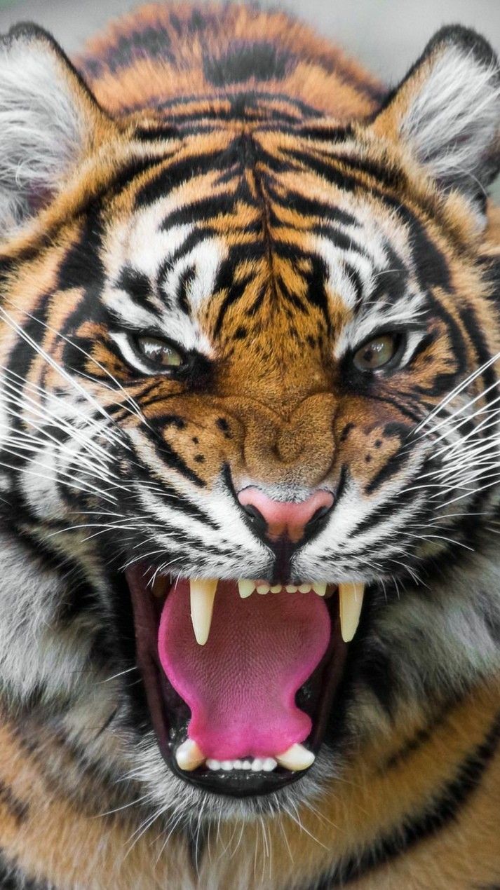 Roaring Tiger