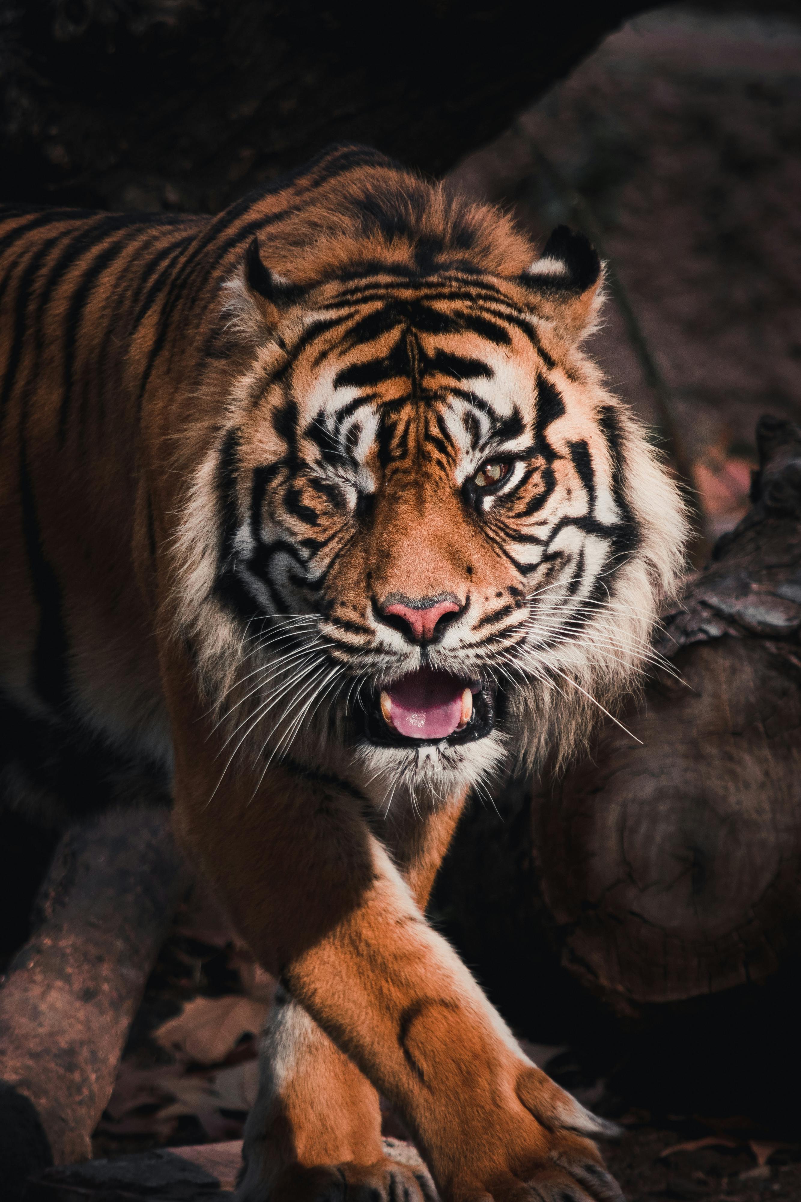 Tiger Roar Photo, Download The BEST