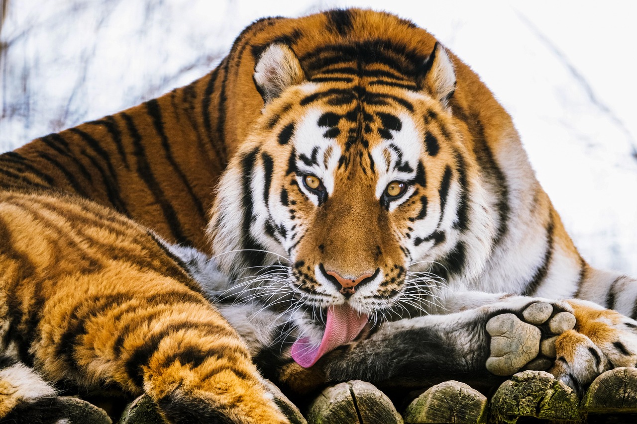 Tiger Animal Dangerous Big photo