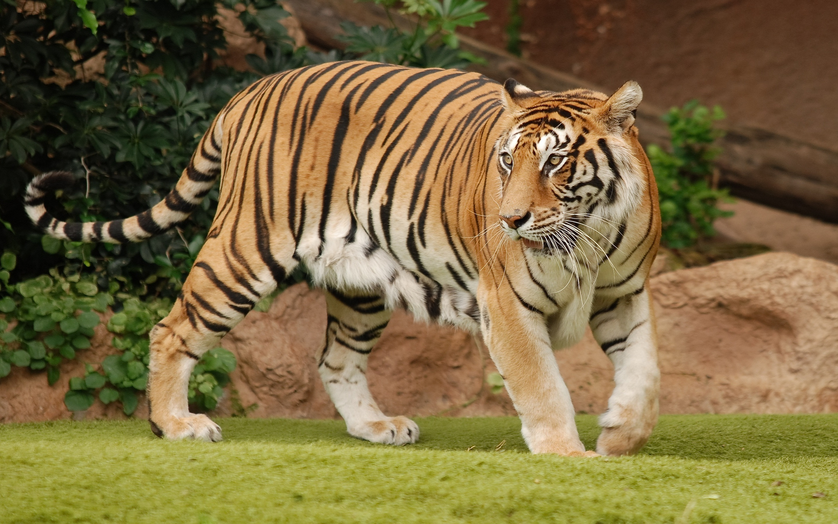 Download Animal Tiger HD Wallpaper