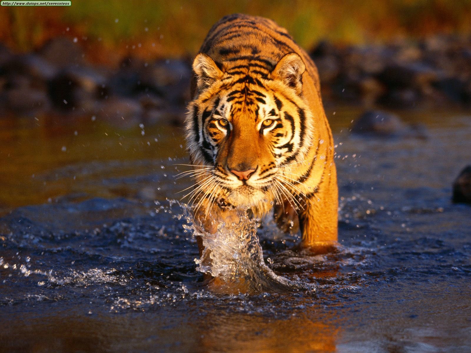 Wild Life: Dangerous Tigers