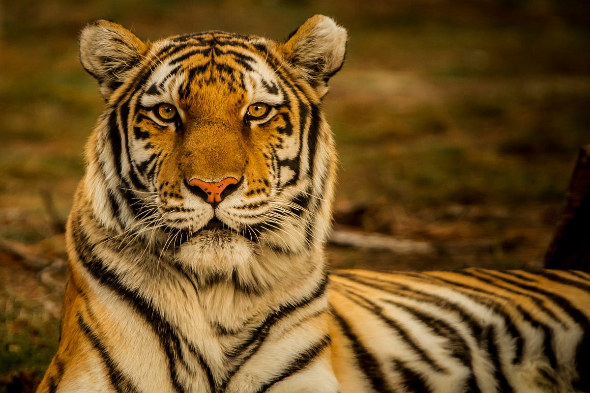 The most dangerous Tiger species