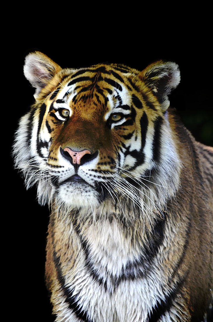 Close up photograph of tiger. free