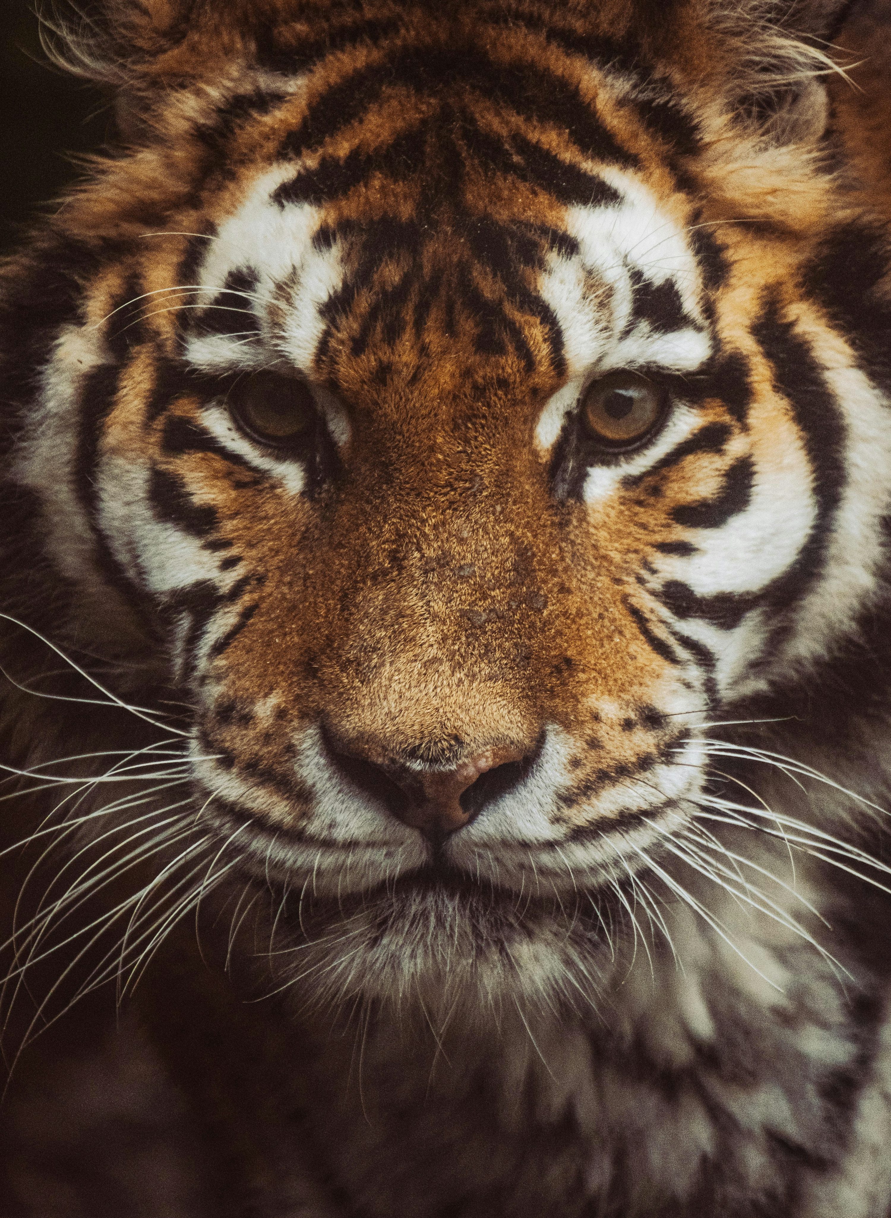 Tiger Face Picture HD