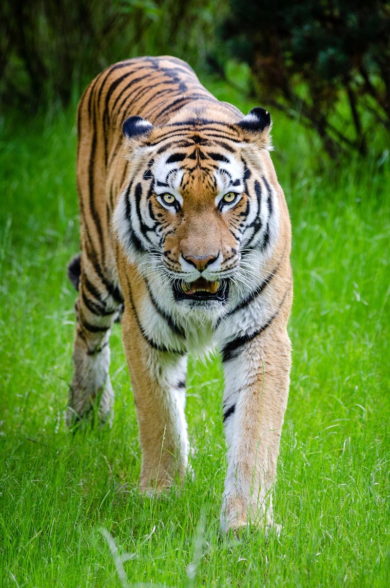 Tiger Roaring Image. Free Photo, PNG