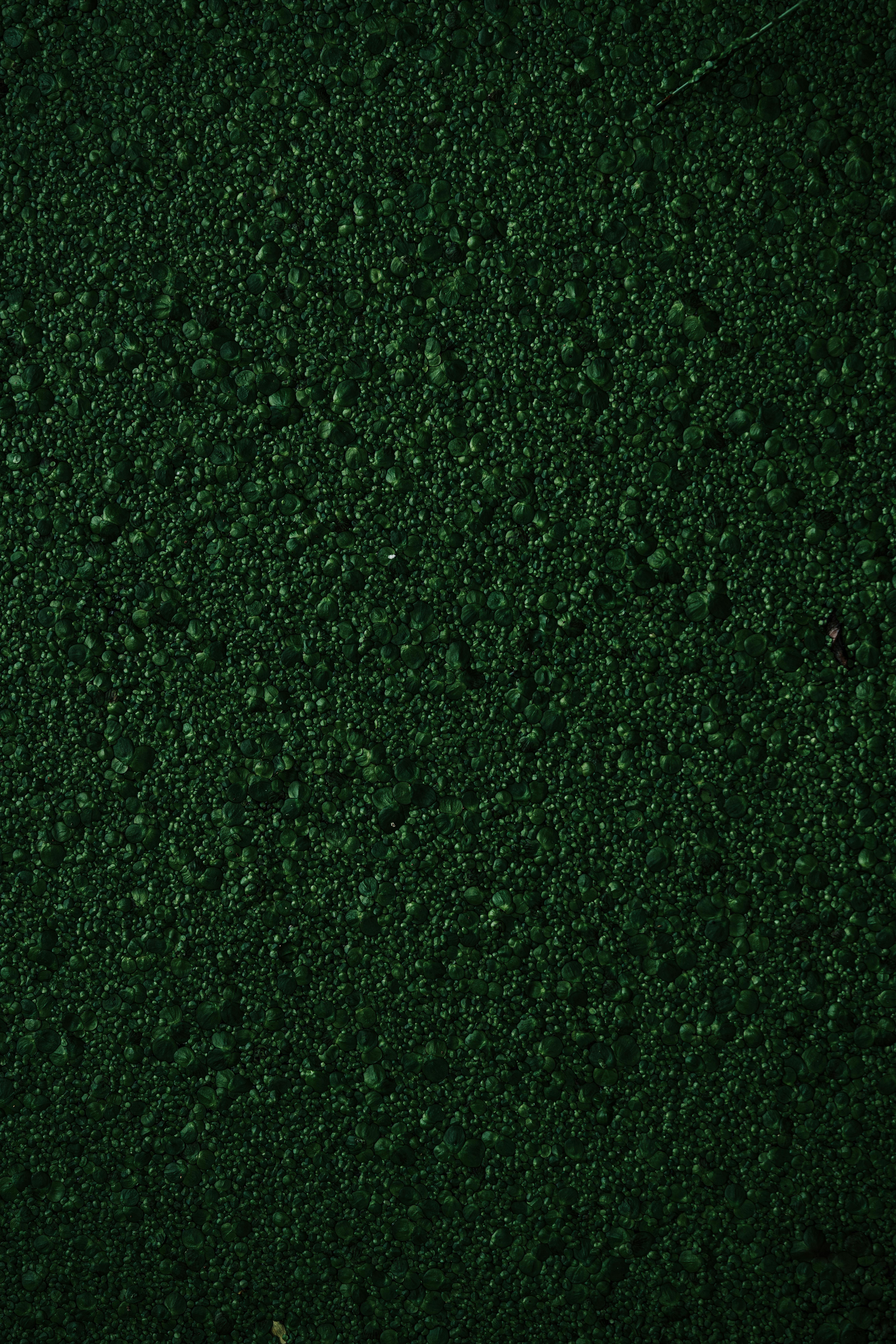 Green Background · Free