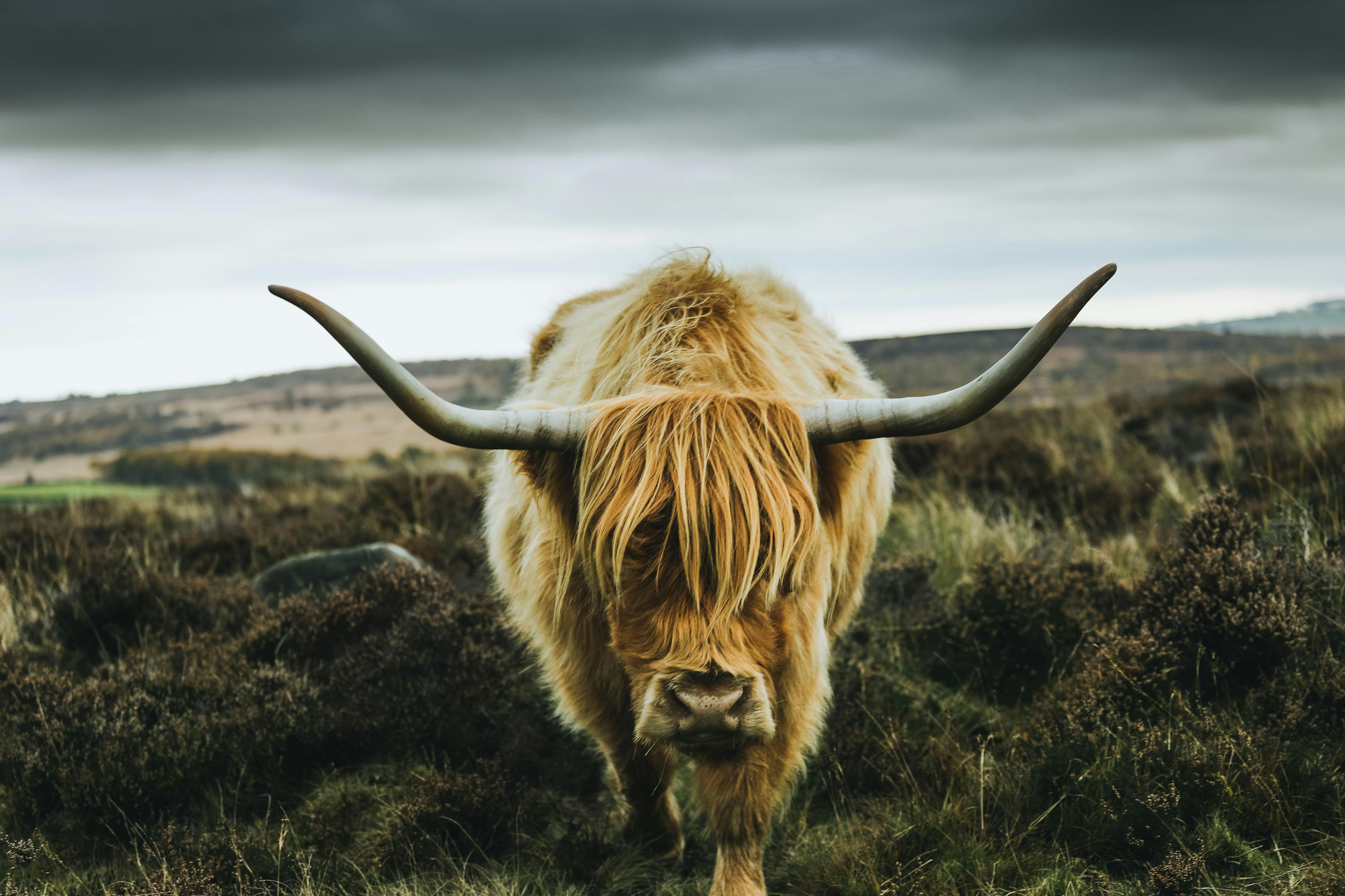 Longhorn Cattle Photo, Download The BEST Free Longhorn Cattle & HD Image