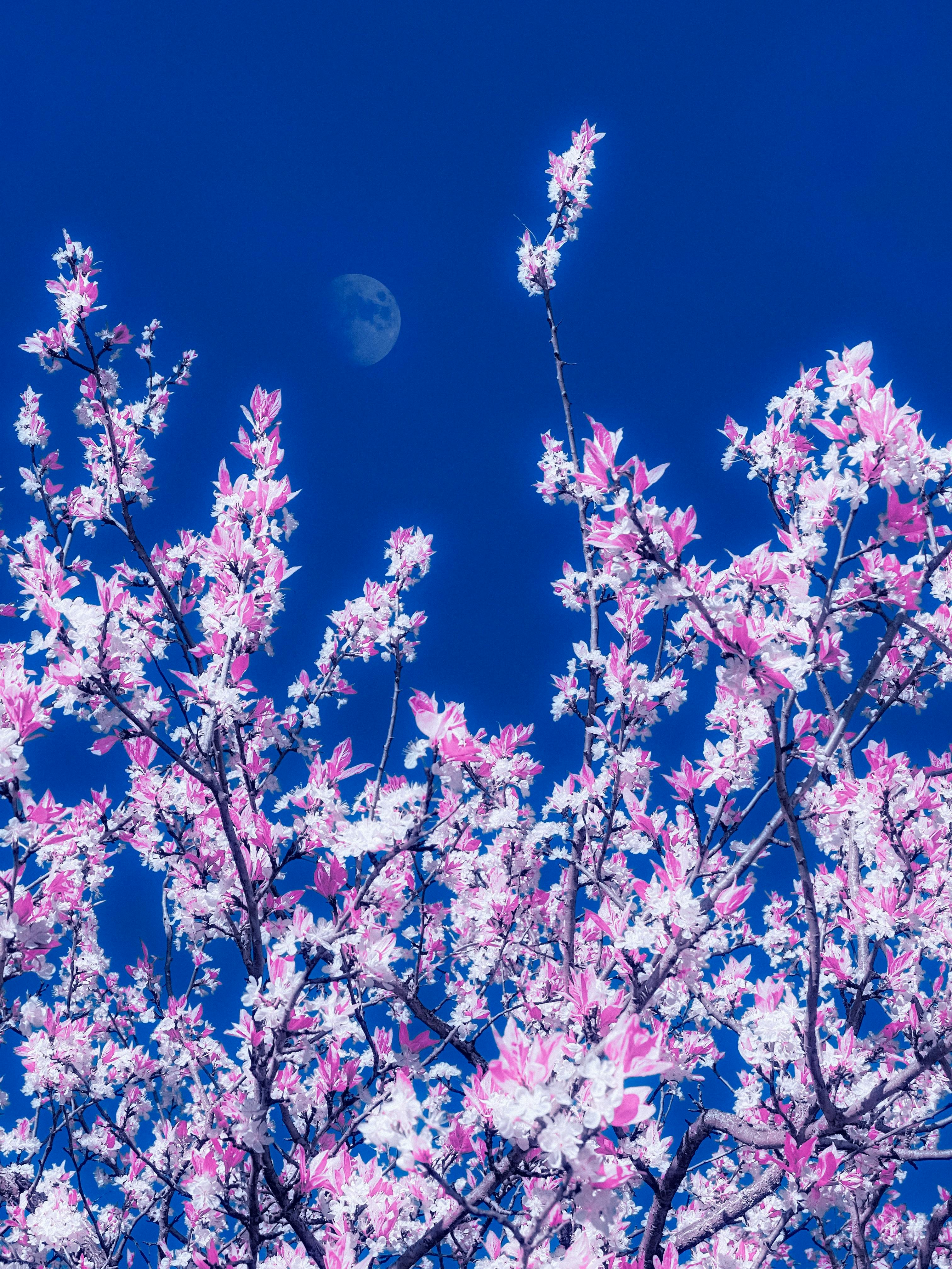 Vibrant Pink Blossoms with Half Moon
