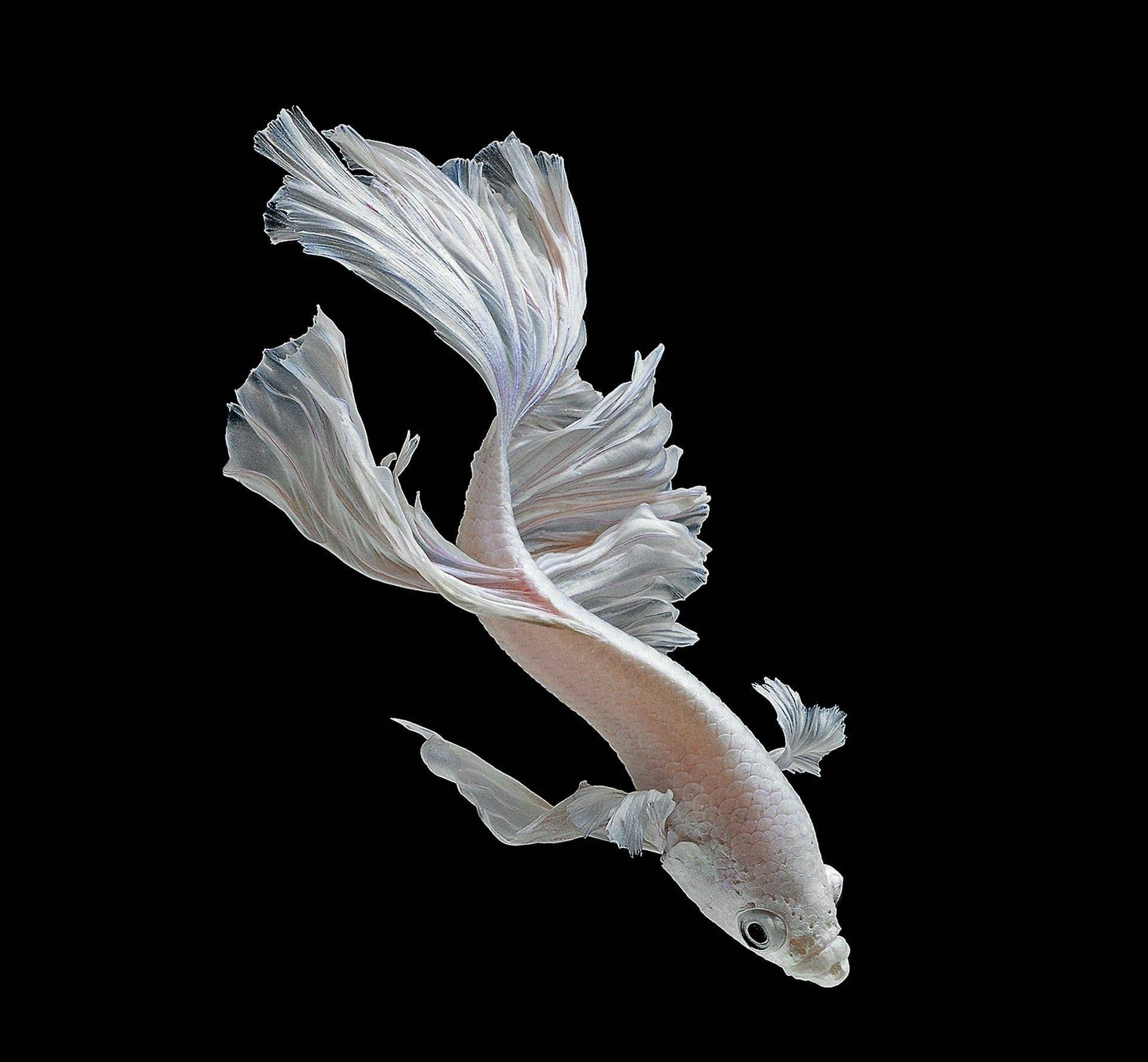 Majestic White Betta Fish Swirling