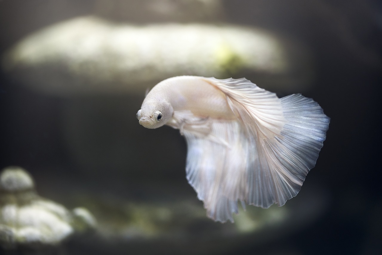 Breathtaking Betta Fish Image: Siamese