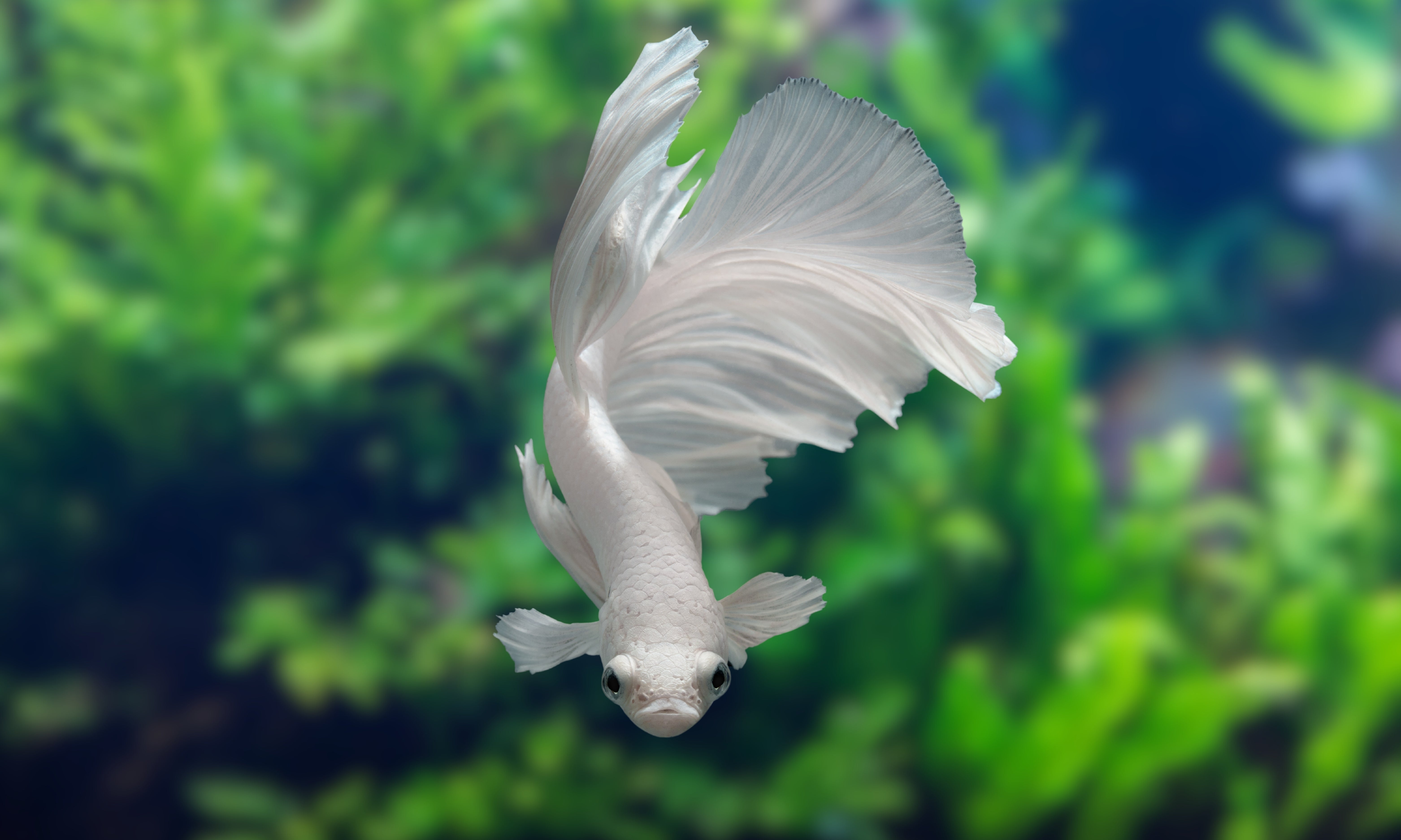 Types of Betta Fish Colors & Patterns