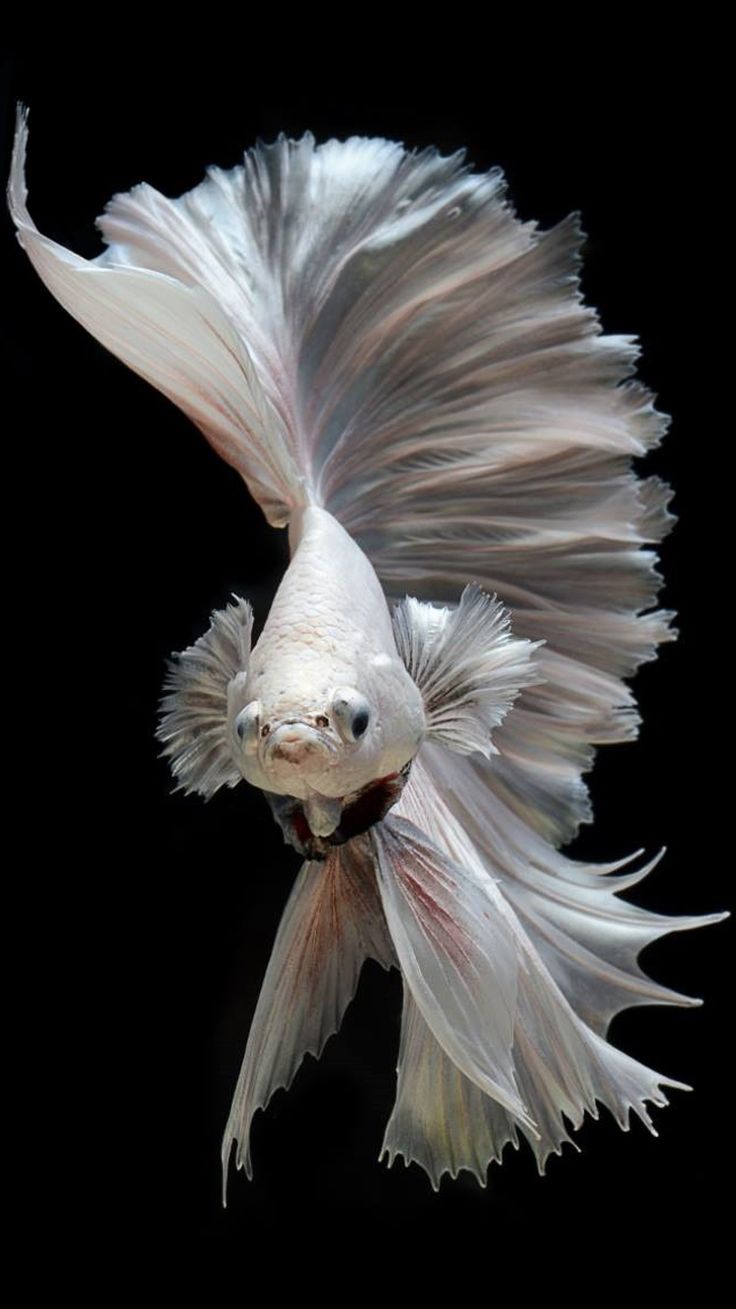 Albino Betta Fish Picture for Desktop
