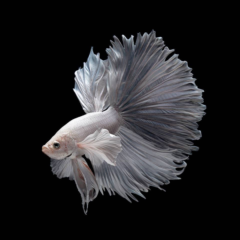 Download Stunning White Betta Fish